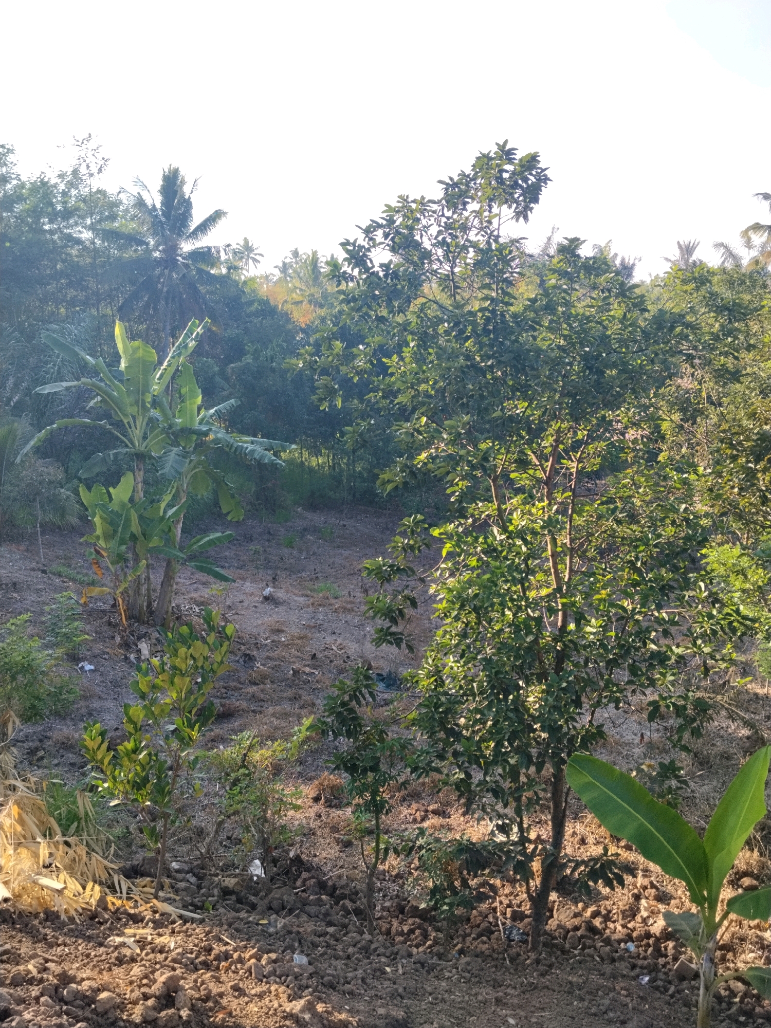 The image depicts a rural landscape in Lenek Duren, Indonesia, characterized by lush vegetation and dry, cultivated land. In the foreground, dark, tilled soil is visible, with small, young trees and scattered dry leaves. A banana tree stands prominently, its large green leaves reaching upwards. Behind the banana tree, a denser area of vegetation includes various trees and foliage, some of which are illuminated by sunlight filtering through the canopy. In the background, a thick forest dominates the scene, with palm trees and other tropical flora visible under a bright, overcast sky. The overall impression is one of a semi-arid agricultural area undergoing cultivation, with natural woodland surrounding it.
