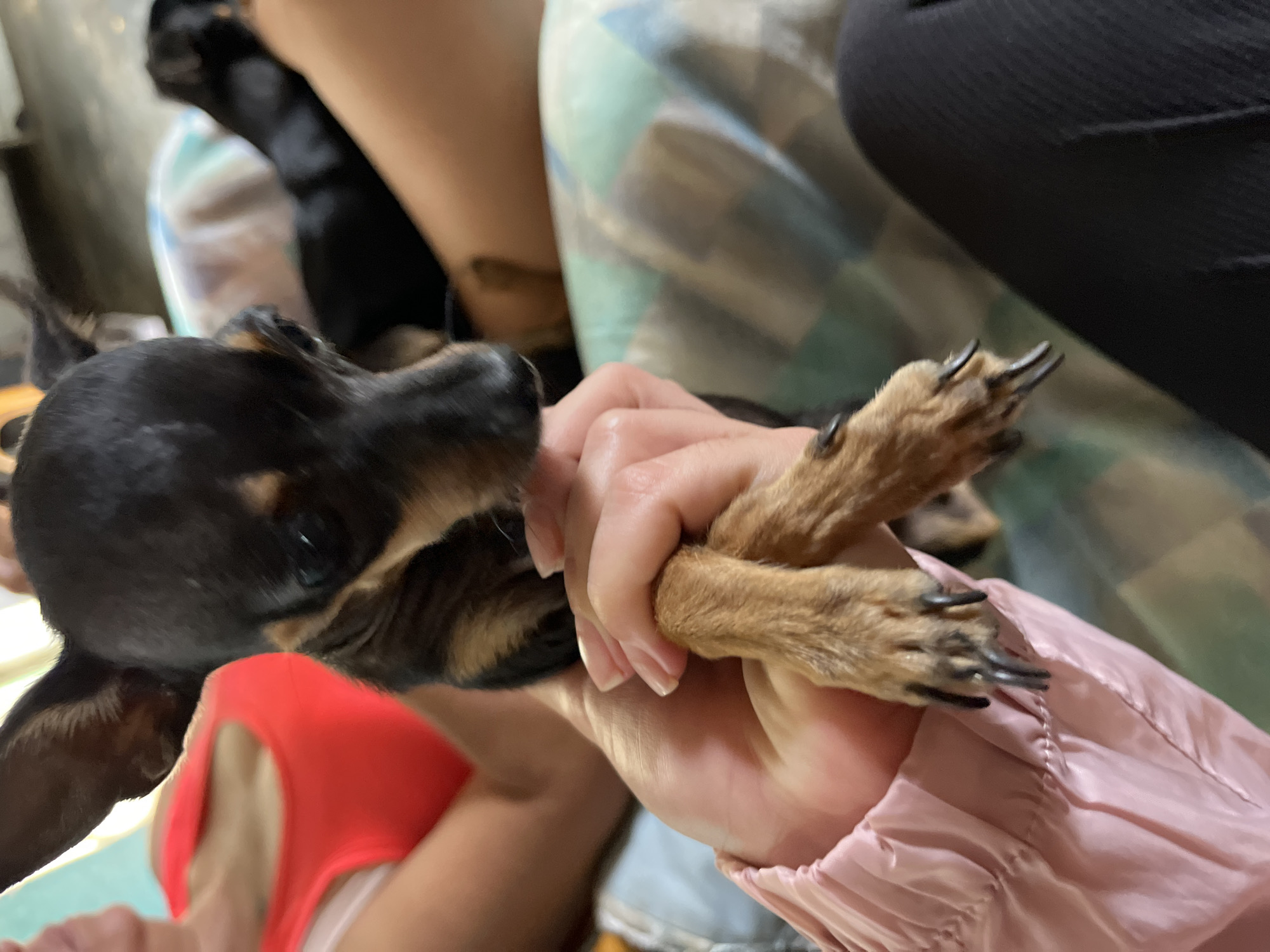 A close-up shot shows a person holding a small black and tan dog's paws. The dog's paws are brown with black nails. The person is wearing a light pink jacket. In the background, another person is visible wearing a bright orange tank top. The setting appears to be indoors, possibly a living room, with a patterned blanket or cushion visible. There is no indication of the specific location in Juan Griego, Venezuela.