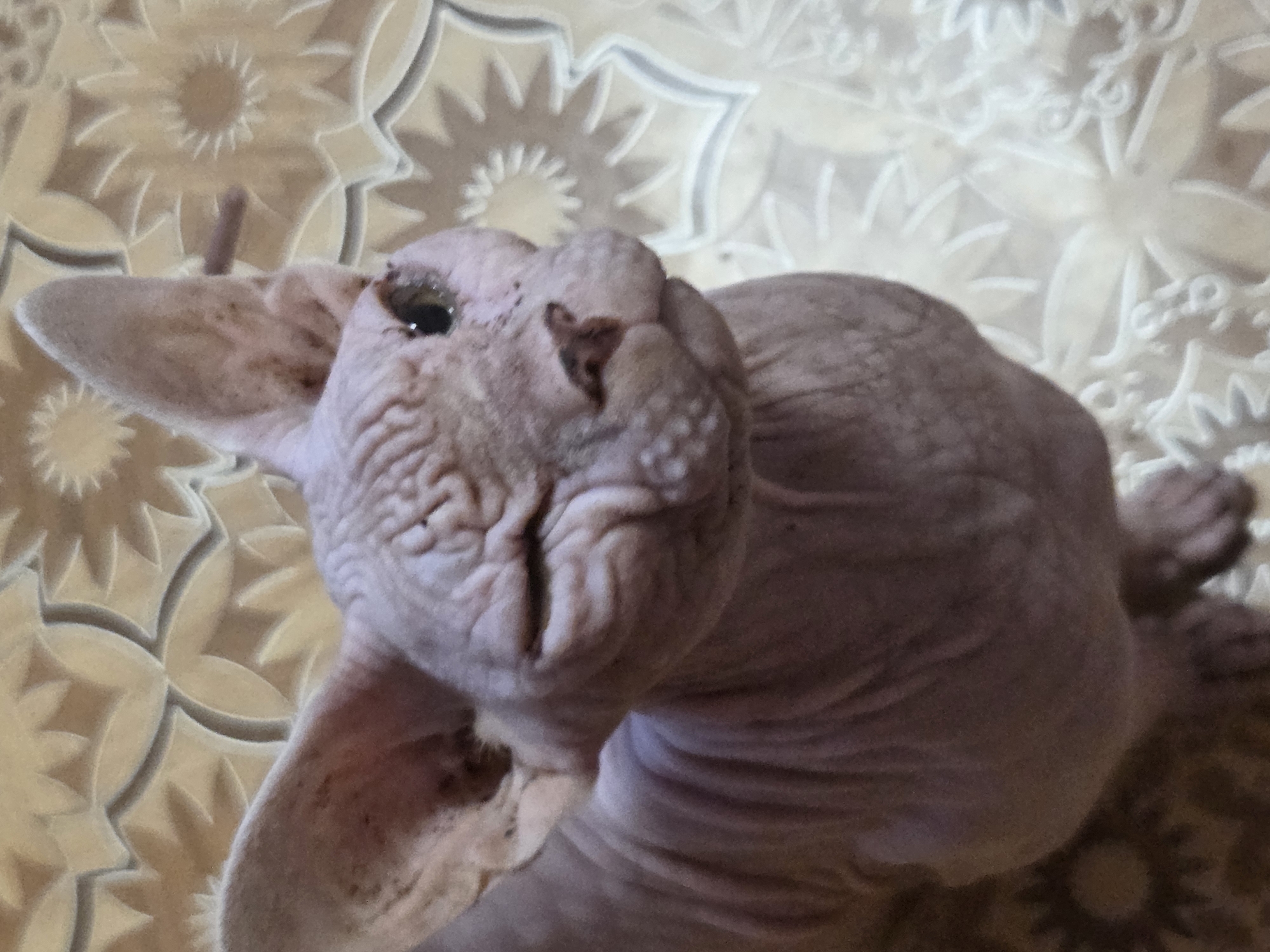 The image shows a close-up of a Sphynx cat with pinkish-purple skin and prominent wrinkles. The cat is positioned at an angle, with its head tilted and one eye partially closed, giving it a quizzical expression. Its ears are large and pointed. The background features a textured surface with a repeating floral or star-like pattern in shades of tan and cream. The lighting appears to be overhead, casting some shadows and highlighting the cat's wrinkled skin. There are no people or any discernible urban elements in the image; it appears to be an indoor setting. The location is identified as "Восход Снт (фролово), Russia," but there are no visual cues in the image to confirm or refute this specific location; it is an interior shot.