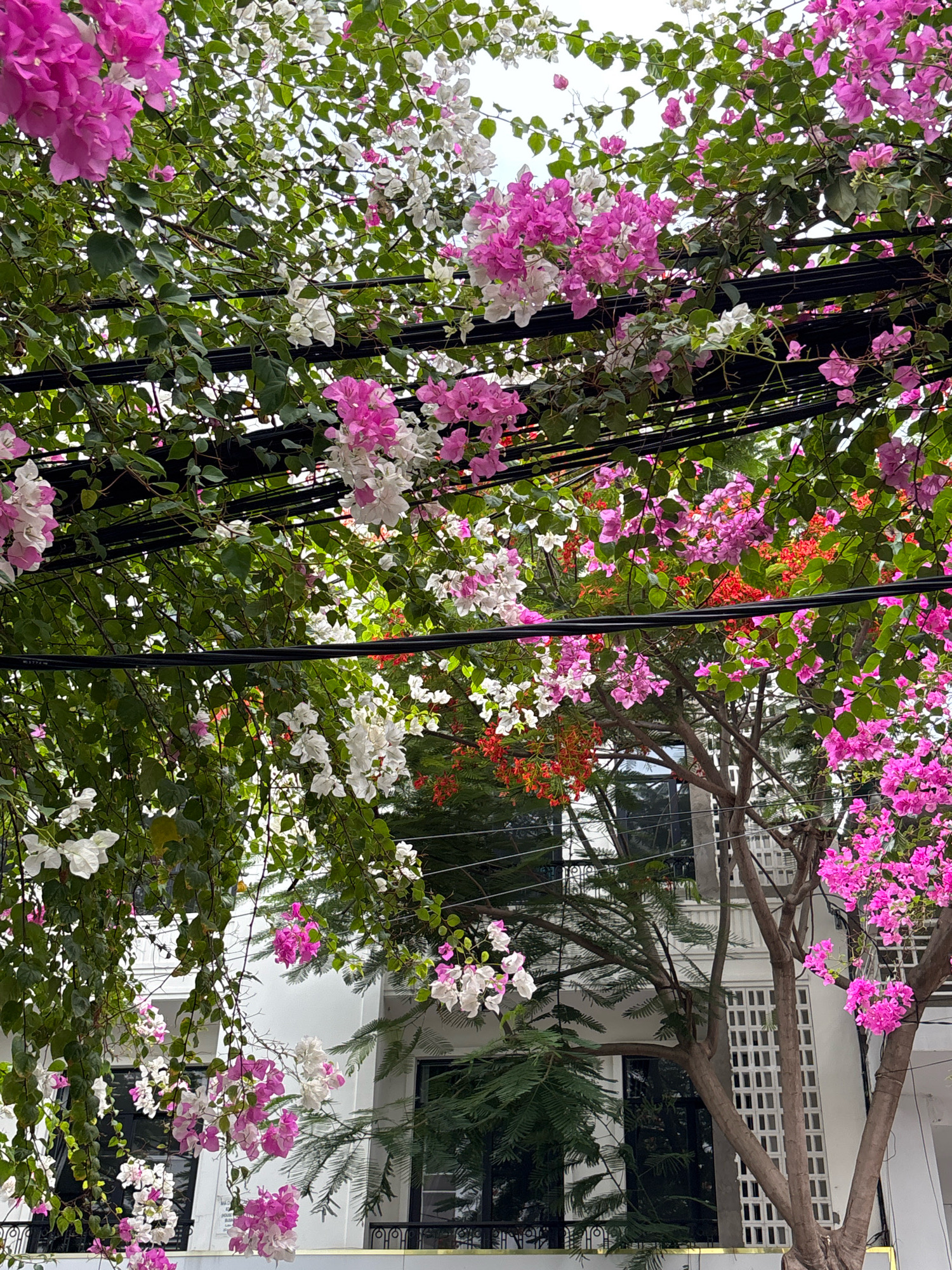 The image depicts a street scene in Nha Trang, Vietnam, characterized by vibrant bougainvillea flowers cascading over overhead utility wires and obscuring the view of a white, multi-story building with dark windows and decorative white lattice work. The bougainvillea is a mix of bright pink, white, and some red-orange blossoms, interspersed with lush green leaves. The flowers hang in dense clusters, creating a natural canopy. Beneath the bougainvillea, the building's architecture suggests a modern residential or commercial structure. The presence of the utility wires indicates an urban setting. The overall impression is one of lush, tropical overgrowth softening the urban environment.
