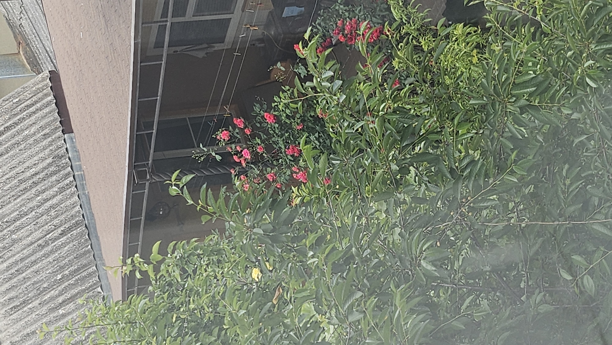 The image shows an outdoor scene dominated by lush green foliage and vibrant pink flowers. The plants appear to be growing in a densely planted area, with some flowering branches reaching upwards towards a structure. This structure, partially visible on the left and top of the image, seems to be a building with a corrugated roof and a section of wall. Behind the plants, glimpses of an interior space can be seen, possibly a covered patio or balcony, with what looks like a metal frame and possibly a fan. There are also some hanging wires, suggesting some kind of outdoor lighting or decoration. The lighting suggests it is daytime, with diffused light rather than direct sunlight. There is no indication of specific weather conditions. The overall impression is of a natural setting encroaching on or integrated with a man-made structure. No people or text are visible in the image.