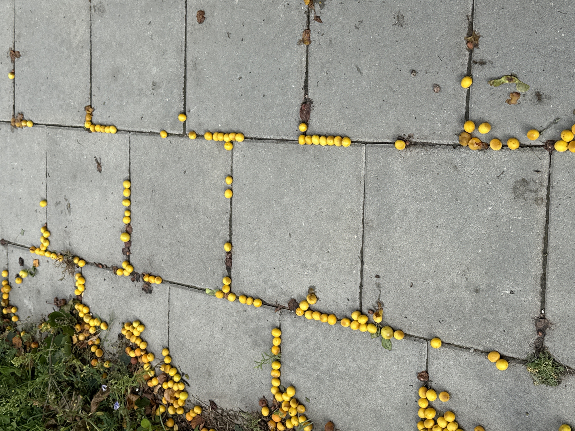 The image shows a sidewalk paved with gray concrete slabs, littered with numerous small, yellow fruits, possibly crabapples or plums. The fruits are scattered in clusters and in long lines along the cracks between the slabs. Some fruits are also present on the edge of the sidewalk, near a patch of green vegetation and fallen brown leaves. The scene appears to be outdoors, in a city environment, specifically Aukštieji Rusokai, Lithuania. There are no people or animals visible in the image. The lighting suggests it is daytime.