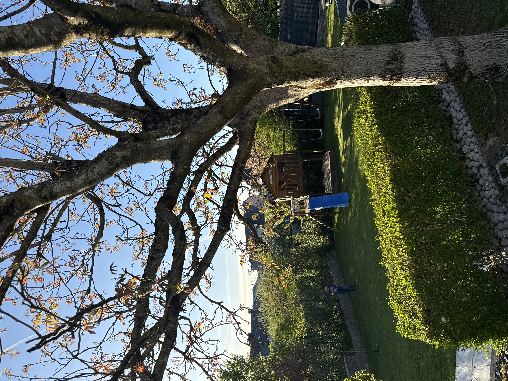 This image, taken in Pétange, Luxembourg, depicts a sun-drenched residential garden or backyard. A large, mature tree with a textured trunk and numerous branches occupies the left side of the frame, extending towards the clear blue sky. Its branches are beginning to bud, adorned with small, nascent leaves in shades of yellow, orange, and reddish-brown.
The background features a well-kept green lawn illuminated by bright sunlight, casting long shadows. A dense, trimmed green hedge runs along the back boundary of the garden. Behind the hedge, a wooden playset with a blue slide and visible swings is situated. The name "GABRIEL" is discernibly written on the side of the playset. A small child, wearing a blue top and dark trousers, stands on the grass near the hedge, looking towards the right. To the far right, a retaining wall constructed from rounded grey stones is visible. Distant houses and a natural landscape can be seen beyond the garden, suggesting a residential area. The clear sky and the warm, directional light indicate either early morning or late afternoon on a bright, pleasant day. The scene conveys a peaceful, domestic setting.