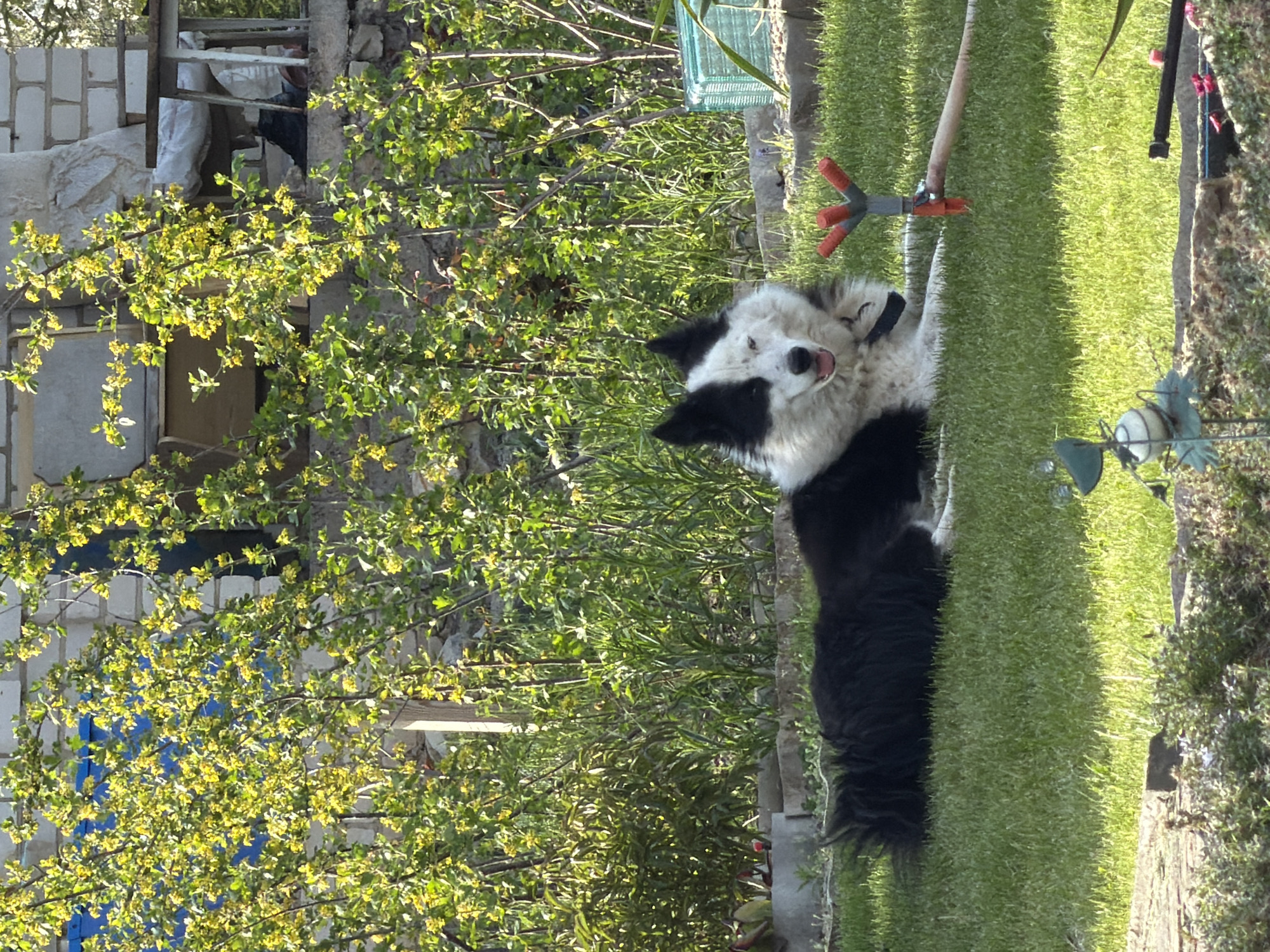 A black and white border collie-type dog lies on its back in a patch of green grass in Kamyshin, Russia. A black collar is visible around its neck, and its mouth is open. A grey metal sprinkler is positioned on the grass near the dog. In the background, there's dense greenery, trees, and glimpses of a building structure, possibly brick. A blue object partially obscured by foliage is affixed to the side of a wall. The scene is outdoors, with evident sunlight illuminating the setting.