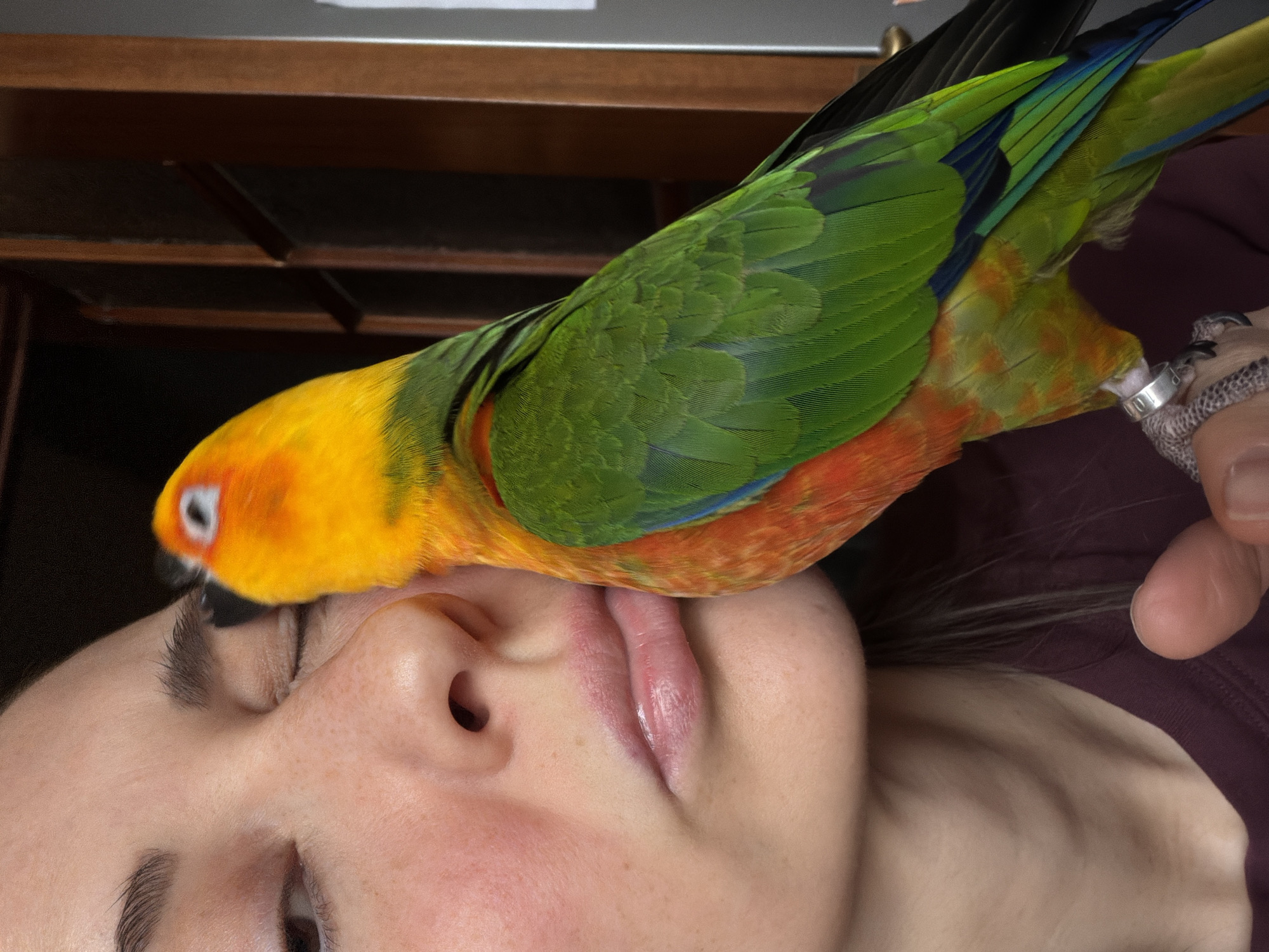 A close-up, upside-down photograph shows a woman's face with a bright yellow, green, and orange parrot perched on her head. The parrot's head and beak are near the woman's closed eyelid, suggesting it may be preening or interacting with her face. The parrot's wing extends towards a hand with a silver ring. The woman's eyes are closed, and her mouth is slightly open. The background is dark with hints of a brown wooden surface, possibly a piece of furniture. There is no indication of the city of Khimki, Russia, in the image.