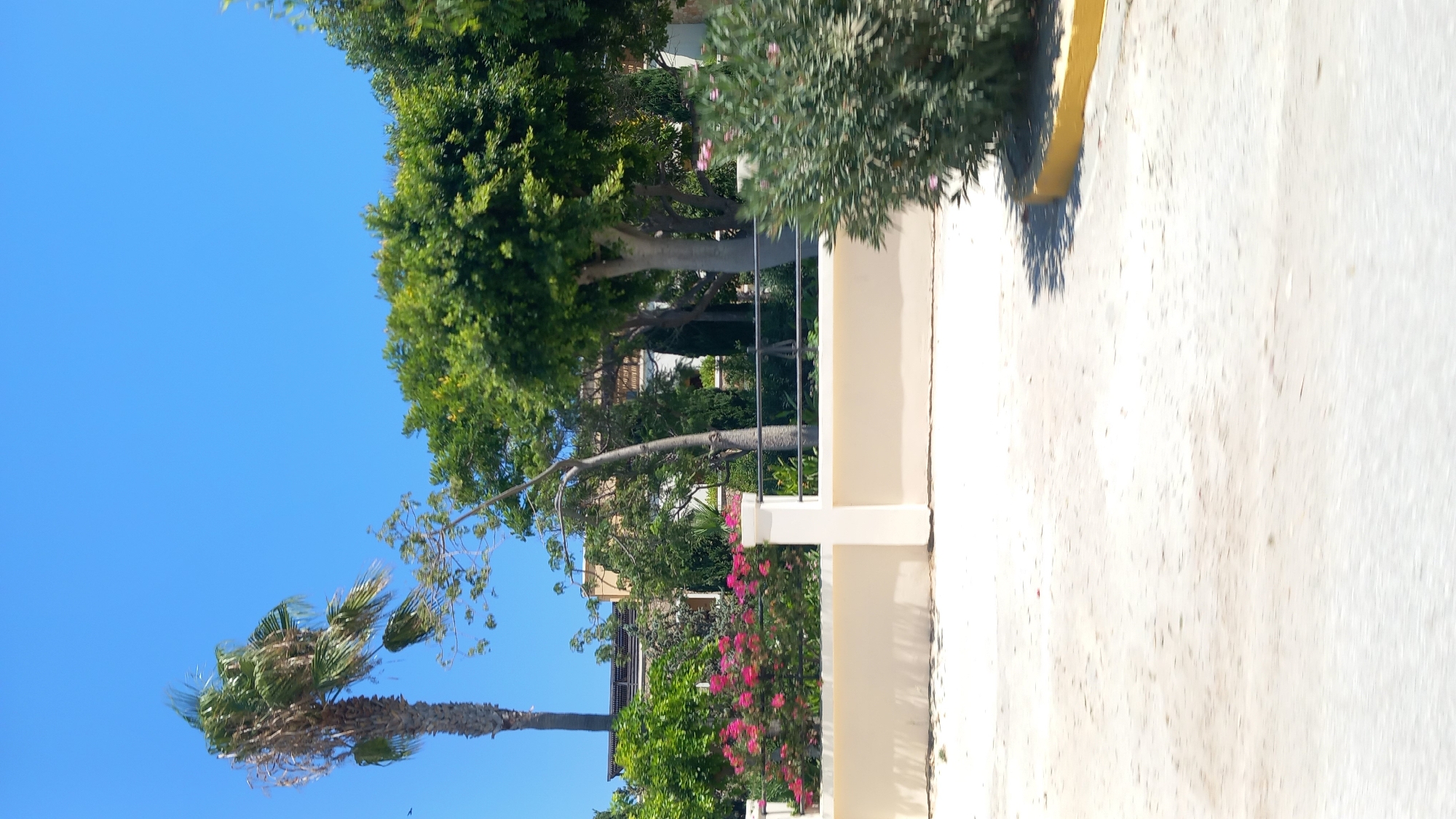 The image shows a bright, sunny outdoor scene on the island of Kos, Greece. A tall, somewhat withered palm tree stands to the left, its fronds swaying in the wind against a clear blue sky. In the midground, a low, cream-colored wall runs horizontally across the image, topped by a dark metal railing. Beyond the wall, lush green trees and vibrant pink flowers are visible. Behind the vegetation, a building with a light-colored facade and a dark-tiled roof can be seen, suggesting a residential or commercial area. To the right of the image, a dense, green shrub with small pink flowers is partially visible, with a distinct yellow border at its base. The foreground is a pale, dusty surface, possibly a road or pathway, with shadows cast by the vegetation. The overall impression is of a warm, Mediterranean environment.