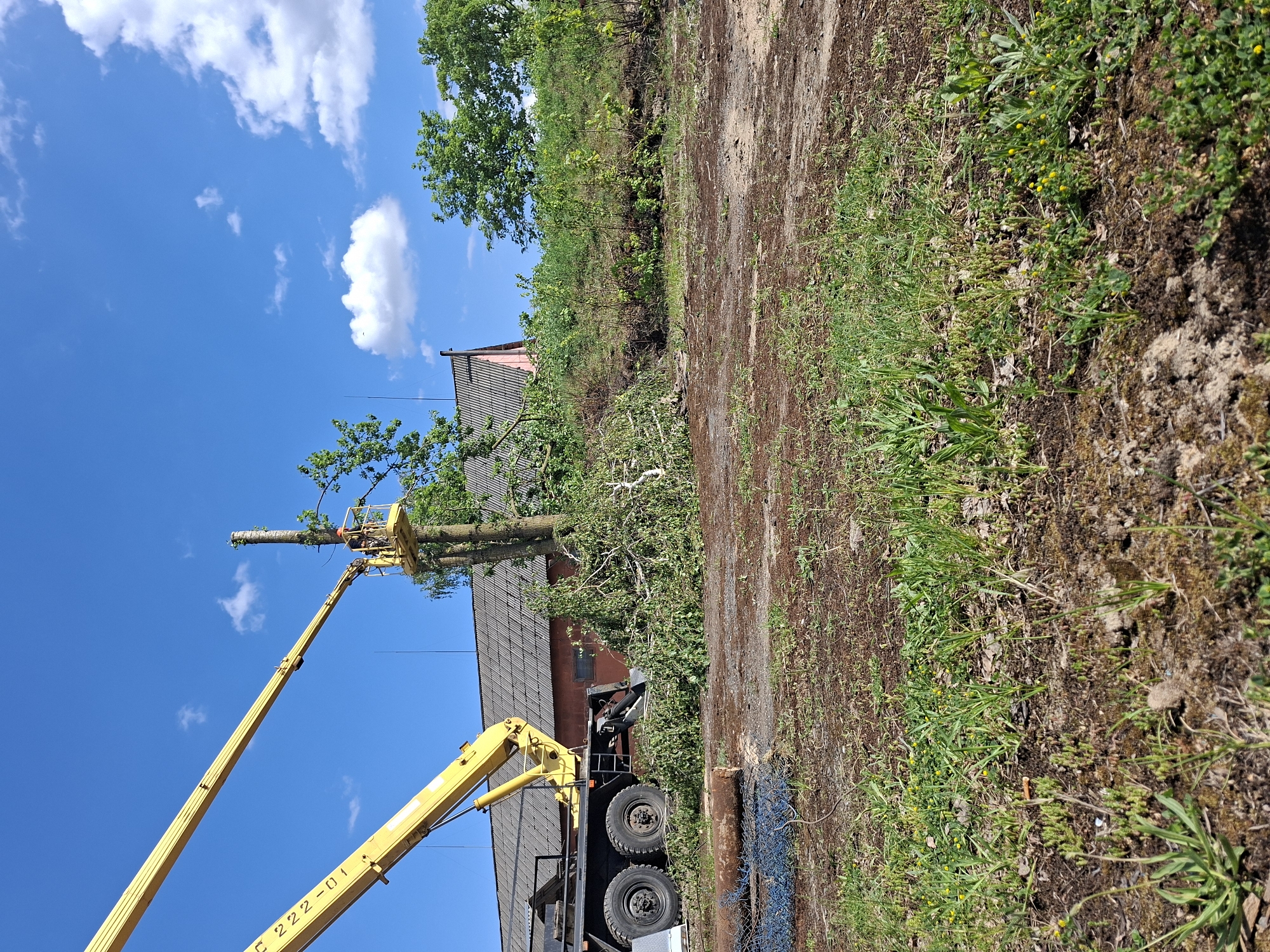The image depicts a tree trimming operation in Zhabinka, Belarus. A yellow hydraulic crane with a bucket lift is positioned next to a building with a dark roof and red brick exterior. A worker in the bucket is cutting the top branches of a large tree. Cut branches and debris are scattered on the ground near the truck. The sky is blue with scattered white clouds. A dirt path or road runs alongside the tree and building, bordered by vegetation.