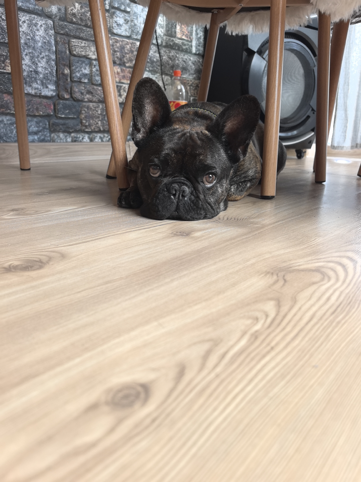 A brindle French Bulldog is lying on a light-colored wooden floor, partially beneath the legs of a wooden chair. The dog is facing the camera, with its head resting on its paws and its eyes looking slightly upward. In the background, a stone-patterned wall is visible, along with the legs of a chair and a black speaker. The overall lighting suggests an indoor environment. The location is identified as the city of Priboy, Bulgaria.