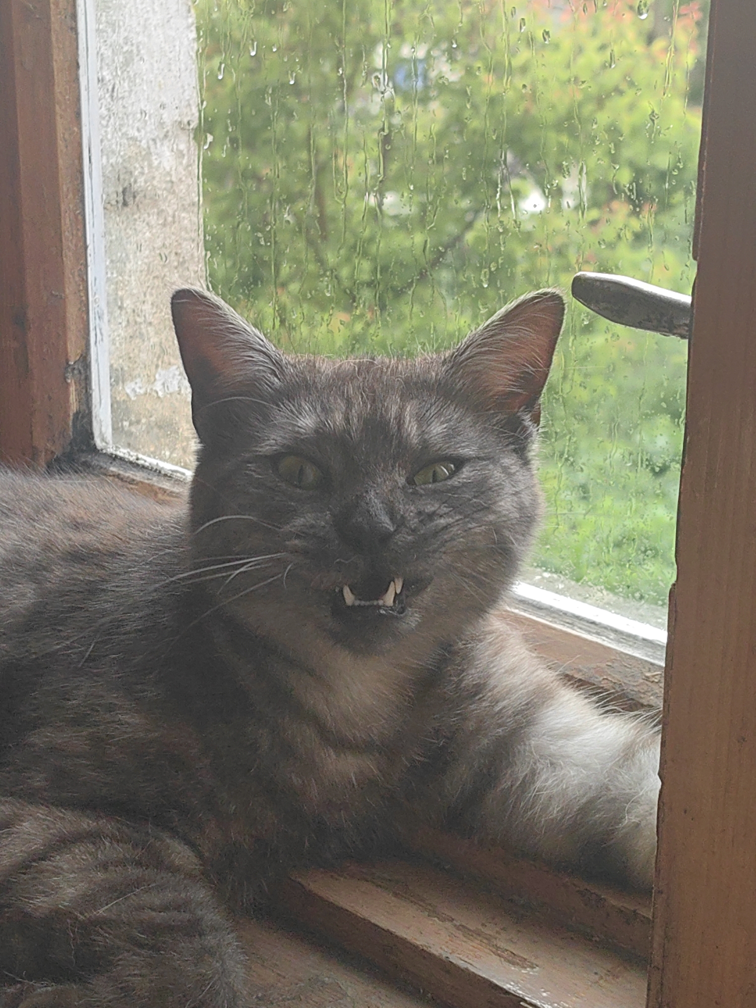 A close-up, eye-level shot captures a gray tabby cat resting on a wooden windowsill, looking directly at the camera. The cat's mouth is slightly open, revealing small, sharp teeth, and its green eyes are wide. Behind the cat, a window pane is heavily streaked with rain, obscuring a blurry background of green foliage, suggesting an outdoor environment with wet weather. The wooden frame of the window is visible on the left and right sides of the image, with a metal window latch protruding into the frame on the upper right. The lighting appears natural and diffused, likely due to the overcast weather.
