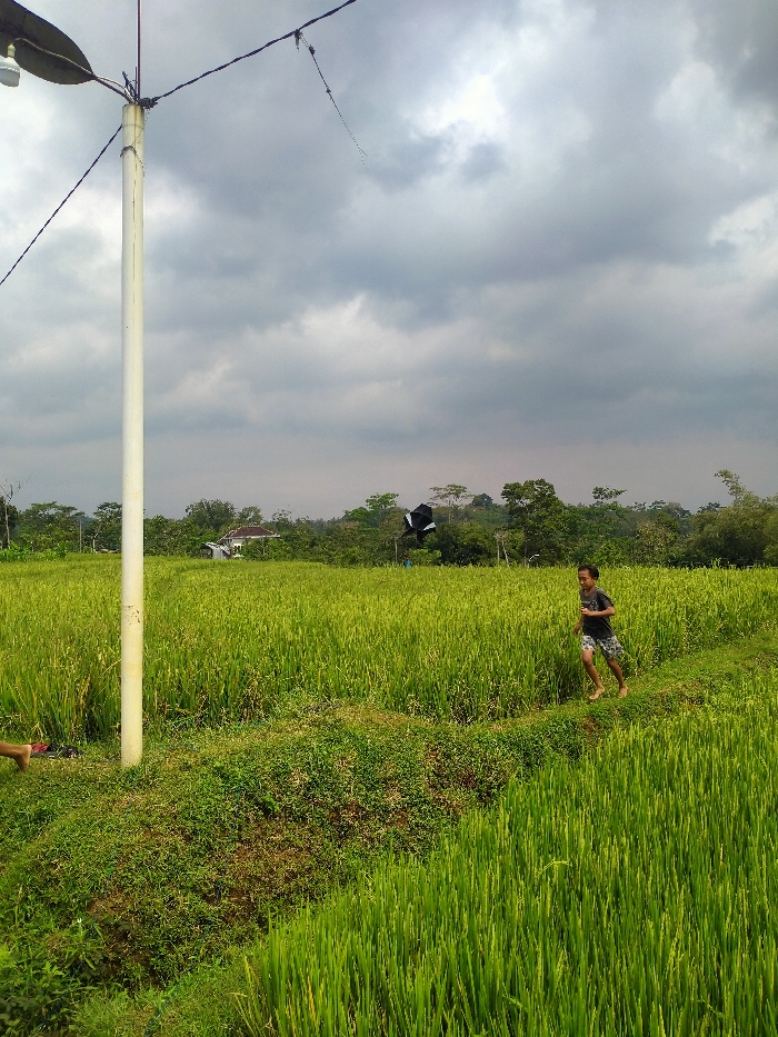 A young boy runs barefoot along a narrow path through a lush, green rice paddy field under an overcast sky. In the background, there are trees and a glimpse of a building. A black kite hovers in the air. A white pole with a streetlight attached stands on the left, with power lines extending from it. The rice paddy stretches into the distance.