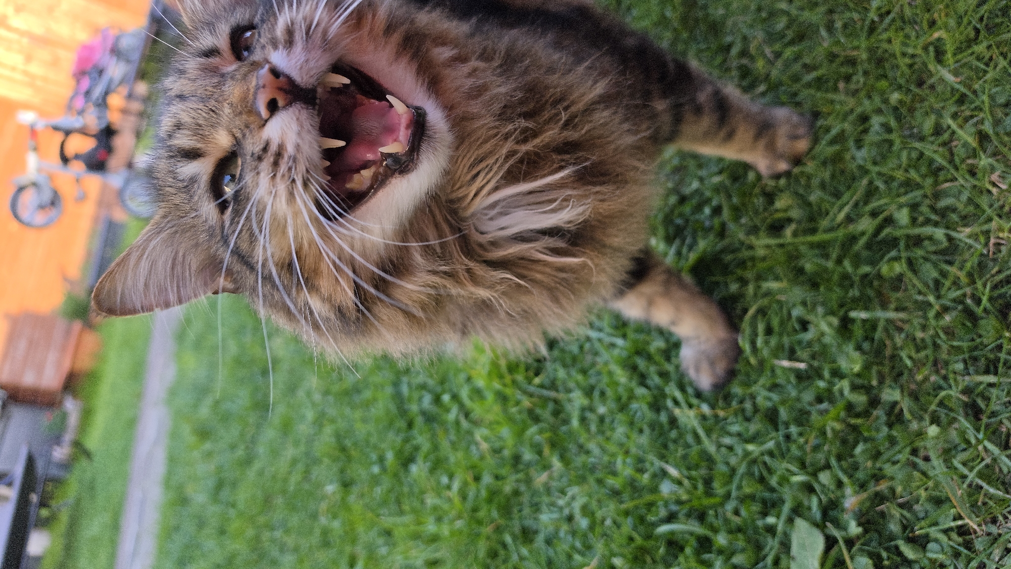 The image presents a close-up, low-angle perspective of a tabby cat with predominantly brown, black, and white fur, positioned on a vibrant green lawn. The cat is captured in a highly expressive moment, with its mouth wide open, revealing its sharp canines, smaller incisors, and pink tongue. Its eyes are bright and focused, looking directly towards the viewer, and its long white whiskers fan out from its muzzle. The cat's head is tilted, giving the impression of it looking up or being photographed from an unusual angle. Its front paws are visible on the grass.
In the blurred background, to the left, a wooden fence or structure with an orange hue is visible. Partially obscured behind it is a small child's bicycle with pink accents on the seat and handlebars. A narrow, lighter-colored path or strip of ground runs parallel to the wooden structure, separating it from the expanse of grass. The lighting suggests a bright daytime setting, indicative of clear weather. The scene takes place outdoors, consistent with a garden or backyard environment, located in London, United Kingdom. There is no visible text within the image.