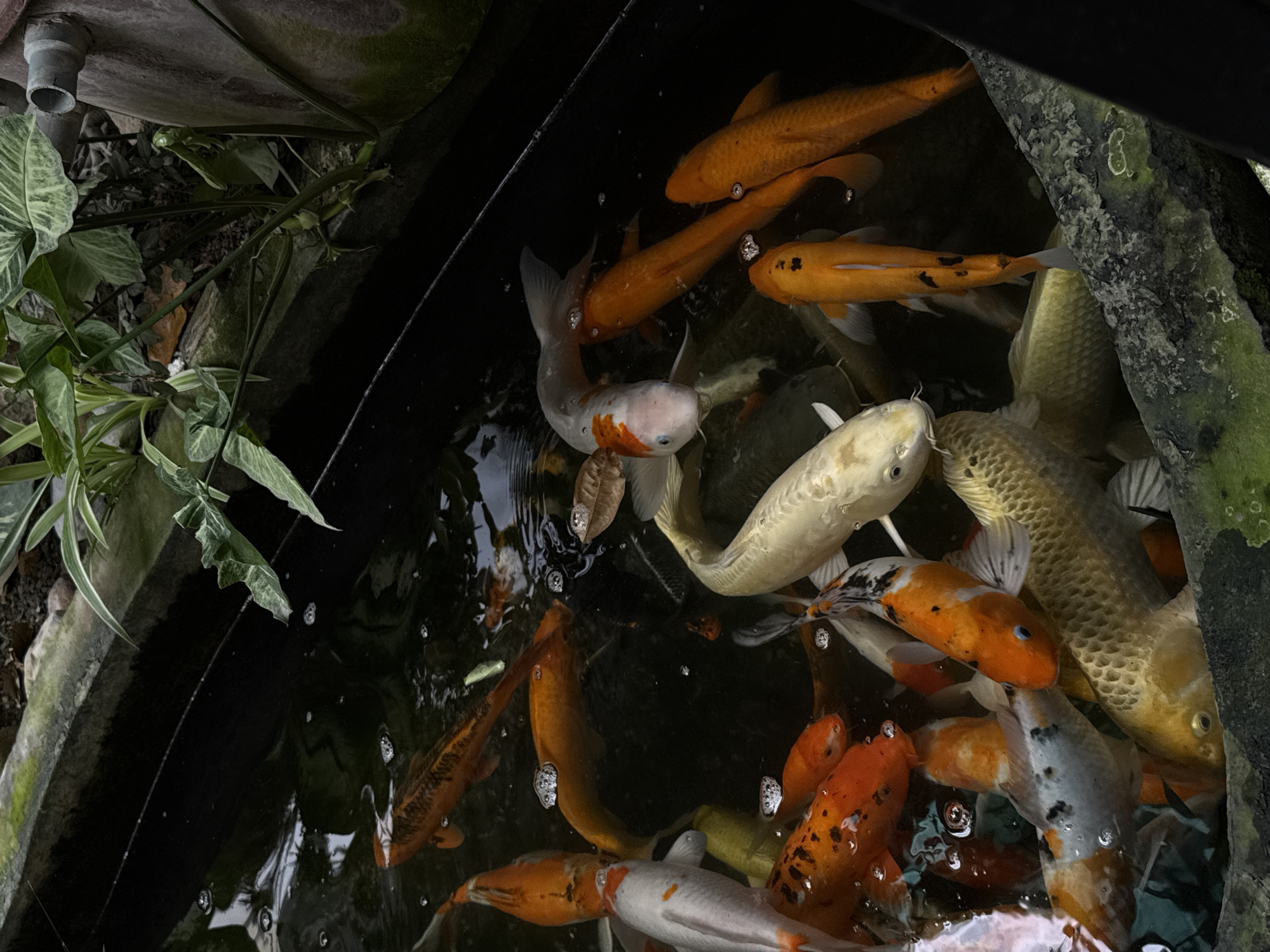 The image shows a pond or water feature containing numerous koi fish in Bac Nha Trang Ward, Vietnam. The koi display a variety of colors including orange, white, gold, and combinations thereof. The water is dark, and bubbles are visible near the surface, suggesting aeration or movement in the water. Plants are present along the perimeter of the pond, adding to the organic environment. One side of the pond is concrete, and another is a stone wall, partly covered with moss.