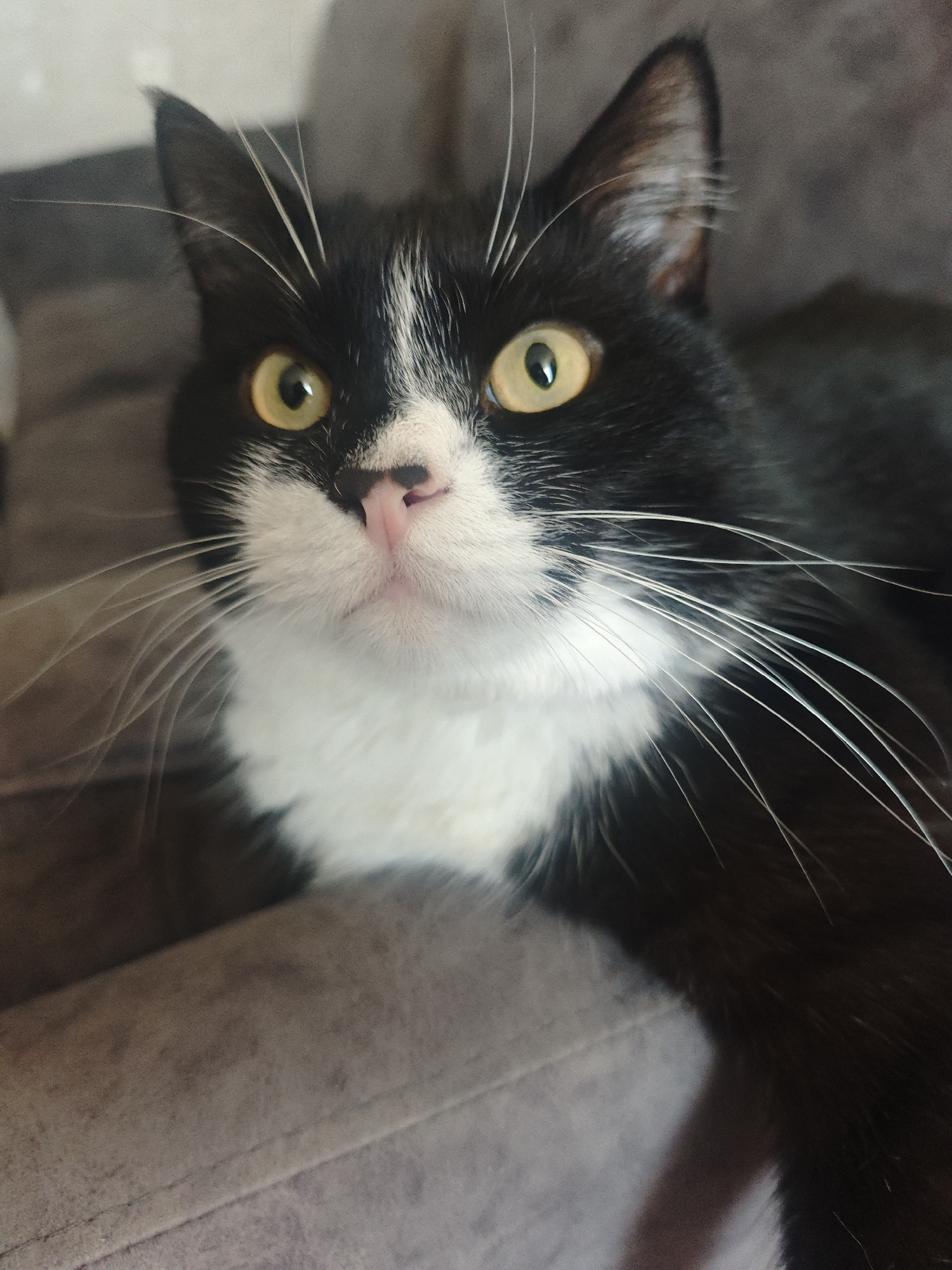 A close-up, eye-level shot captures a black and white domestic cat with bright yellow eyes. The cat is lying down, with its head tilted slightly upwards, looking directly at the camera. Its fur is predominantly black with a white chest and a white blaze on its forehead. Long, white whiskers fan out from its nose. The background consists of a soft, textured gray surface, possibly a couch or blanket, that is out of focus. The lighting is soft, creating a gentle illumination on the cat's face.