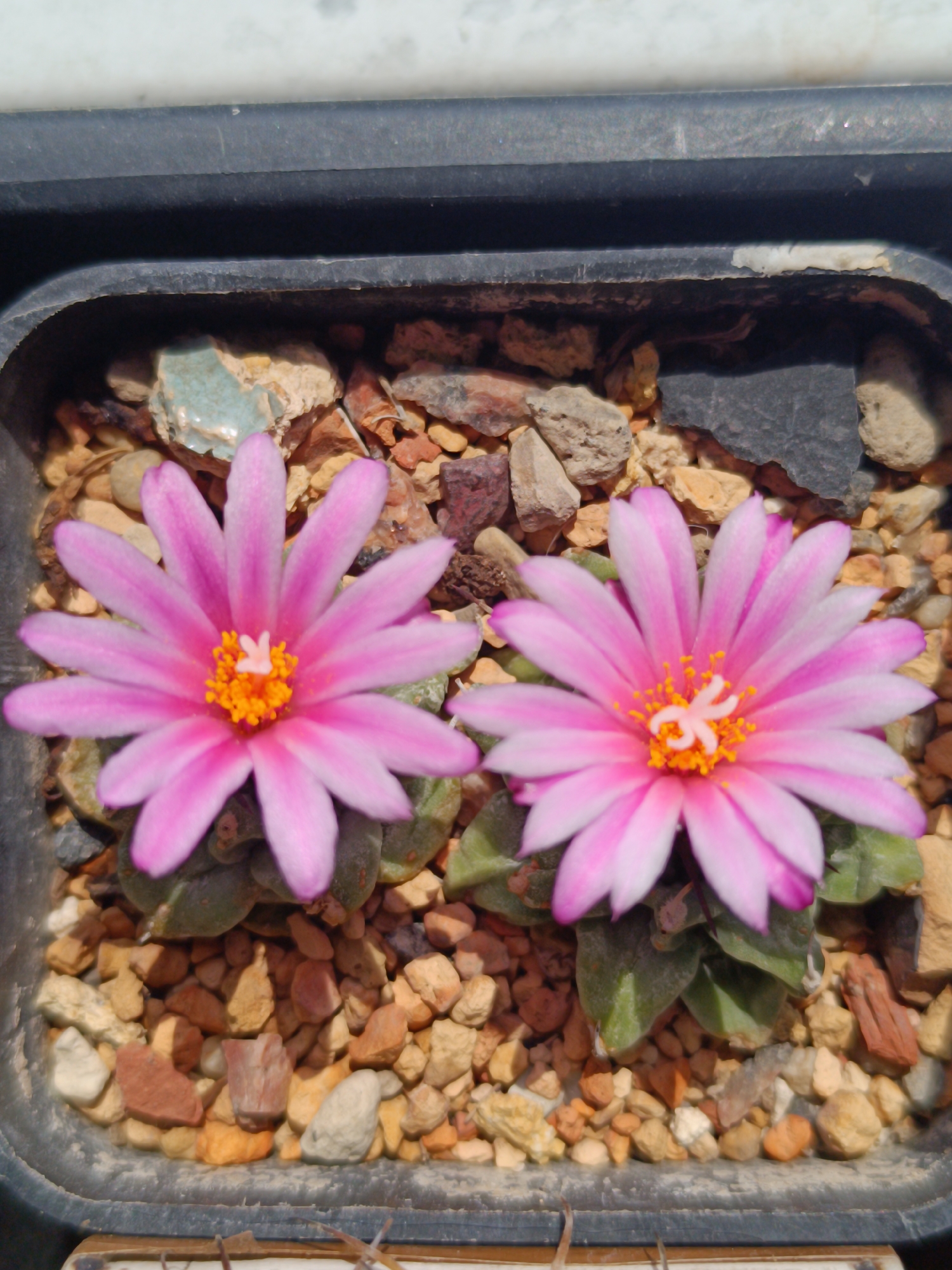 Two pink flowers with yellow centers are shown in a black planter filled with small stones. The flowers are in focus, with the planter and background slightly blurred. The scene appears to be outdoors, as indicated by the lighting and the presence of natural materials. There are no people or animals visible in the image. The location is the city of Salihorsk, Belarus.