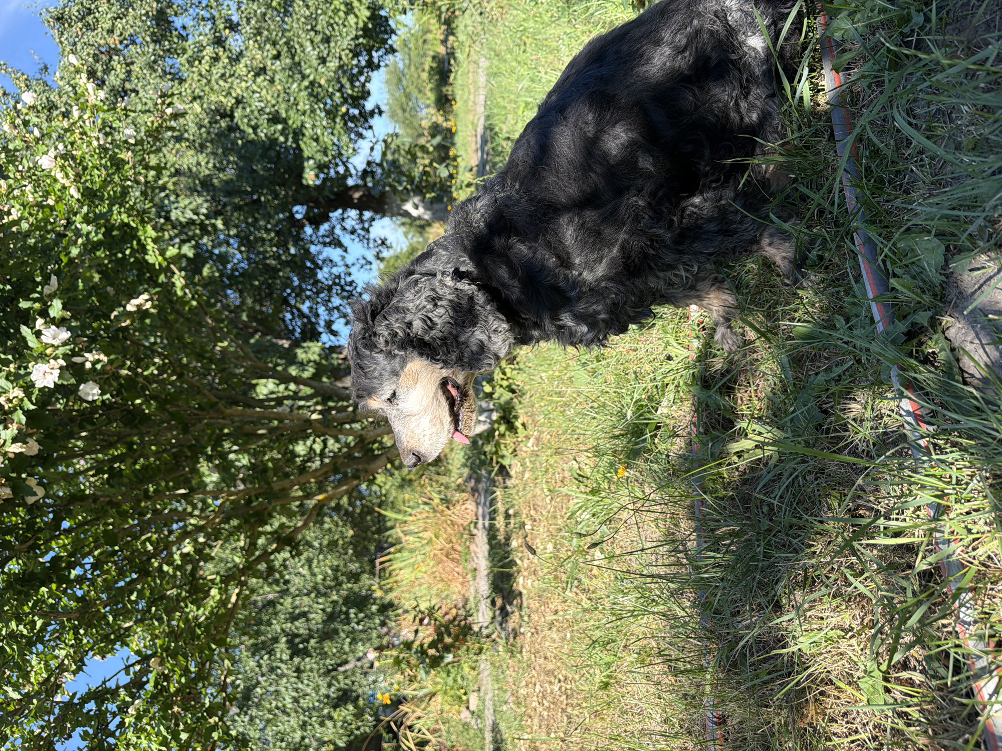 The image depicts an elderly black and gray Cocker Spaniel sitting in a grassy area, likely outdoors. The dog is facing to the left, with its tongue slightly extended and its mouth open. The dog's fur is curly and appears somewhat weathered, suggesting its age. Behind the dog, there is a garden or park setting with lush green trees and bushes. The sunlight casts shadows on the dog and the surrounding grass. The ground is covered in a mixture of grass, dry leaves, and some patches of bare soil. A portion of a red and gray striped hose is visible in the lower foreground, partially obscured by the grass. The sky is a clear blue. The scene is peaceful and appears to be set in a rural or suburban environment, possibly within the village of Mali Kosharyshcha, Ukraine.