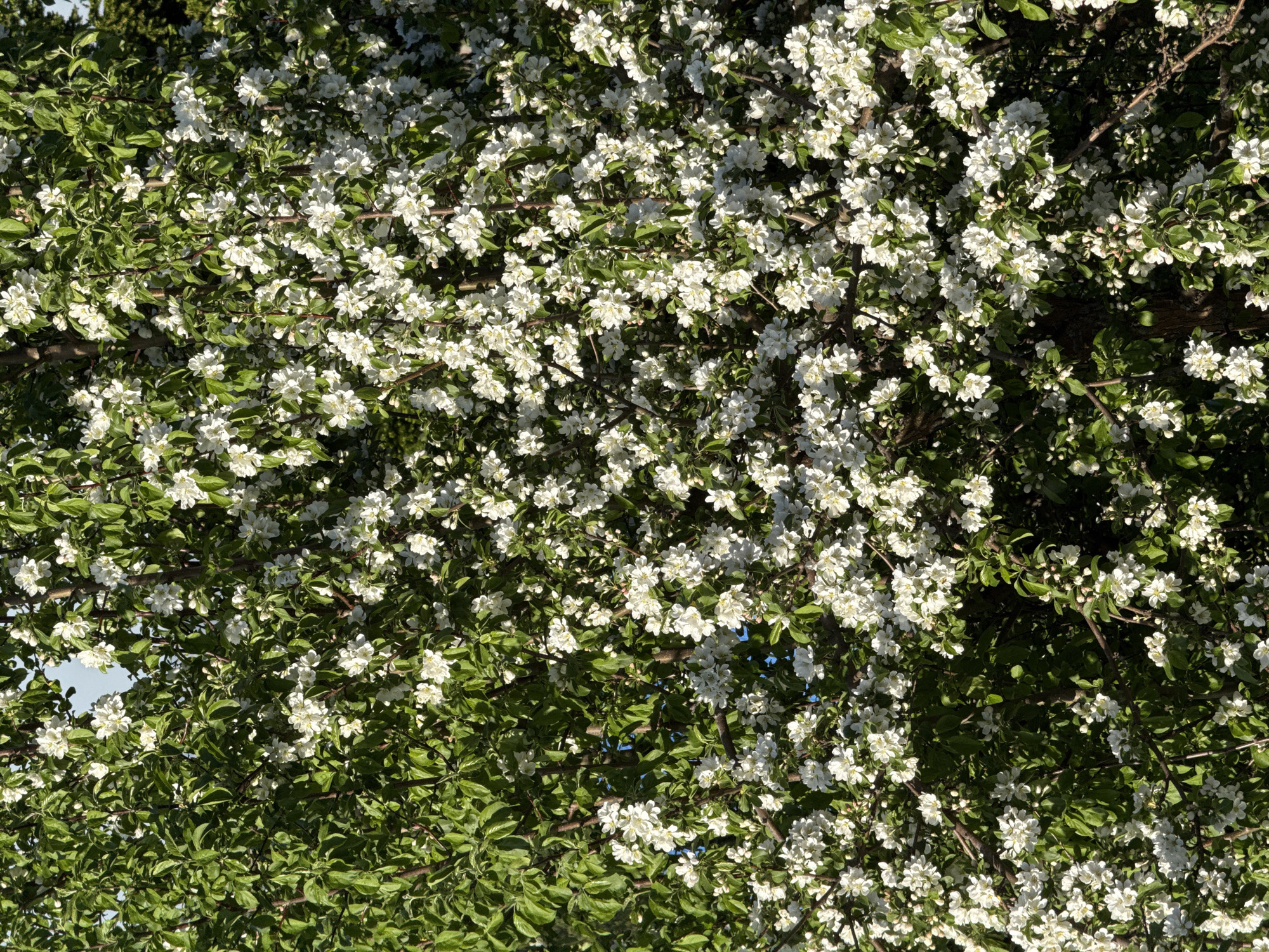 This media file presents a detailed, upward view into the canopy of a tree heavily laden with white blossoms and lush green leaves. The image captures the tree from below, looking up through its branches towards the sky, which is visible in small patches of blue through the foliage.
The primary subjects are the abundant white flowers, likely apple or a similar fruit tree in bloom, and their surrounding vibrant green leaves. Dark, gnarled branches weave throughout the scene, providing structure and contrast to the delicate petals. The blossoms are dense, covering much of the visible area, and many appear to be fully open, while some smaller buds are also present.
The activity taking place is the blooming of the tree, characteristic of springtime.
Notable details indicate a bright, sunny day. Direct sunlight illuminates the flowers and leaves, creating highlights and distinct shadows, suggesting a clear sky and either morning or afternoon light. The overall impression is one of natural beauty and the freshness of spring. No people or artificial objects are visible. There is no visible text in the image. While the provided context suggests Minino Stantsiya, Russia, the image itself does not contain any specific visual cues to confirm this geographic location beyond being a natural outdoor setting. The emotional tone conveyed is one of tranquility and natural splendor.