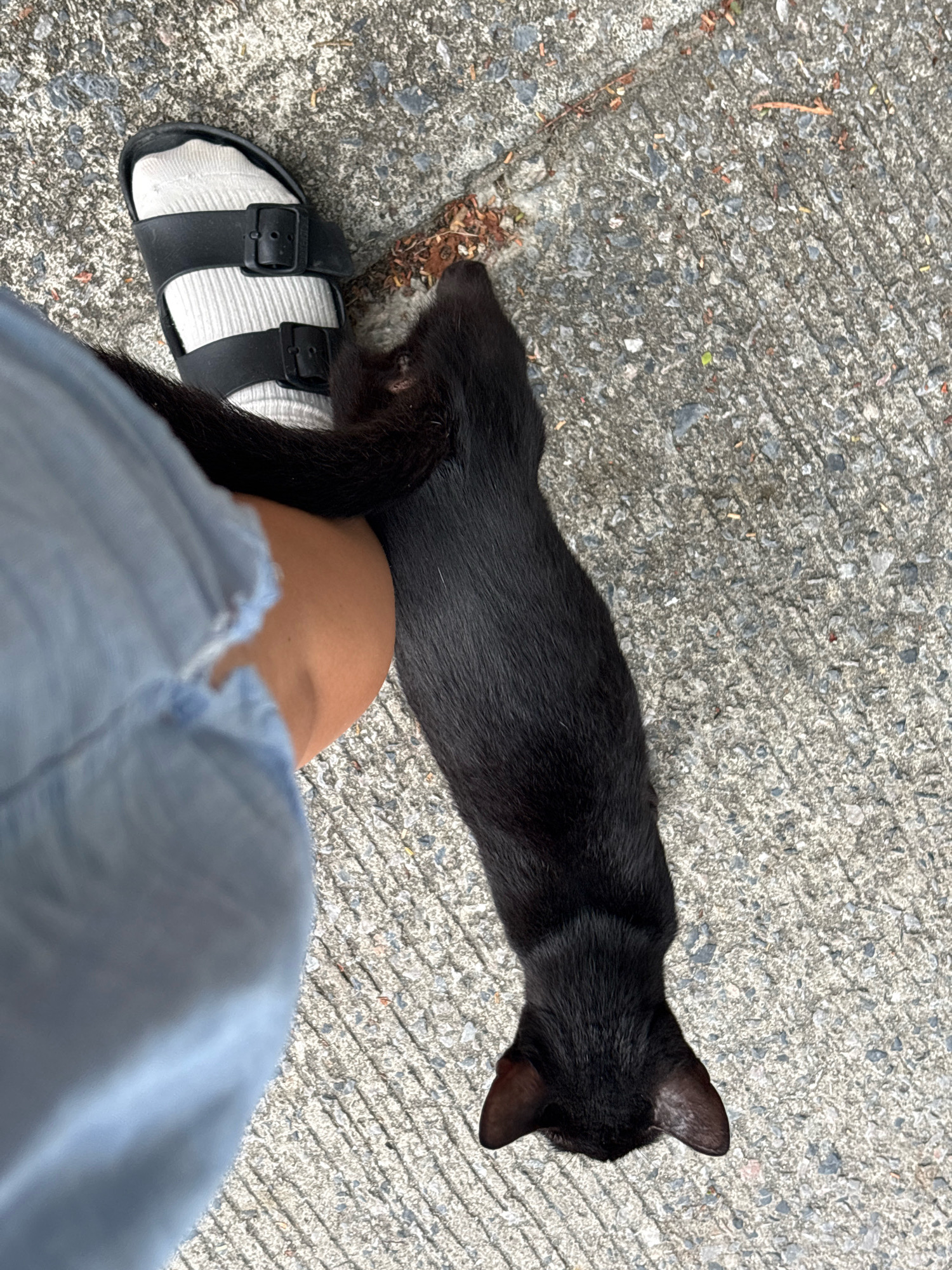 A black cat lies stretched out on a gray concrete sidewalk in Choeng Thale, Thailand, next to a person's leg clad in a blue garment and a black sandal with white socks. The cat's body extends from the person's sandal towards the lower right of the frame. The concrete surface is textured and shows some scattered debris.