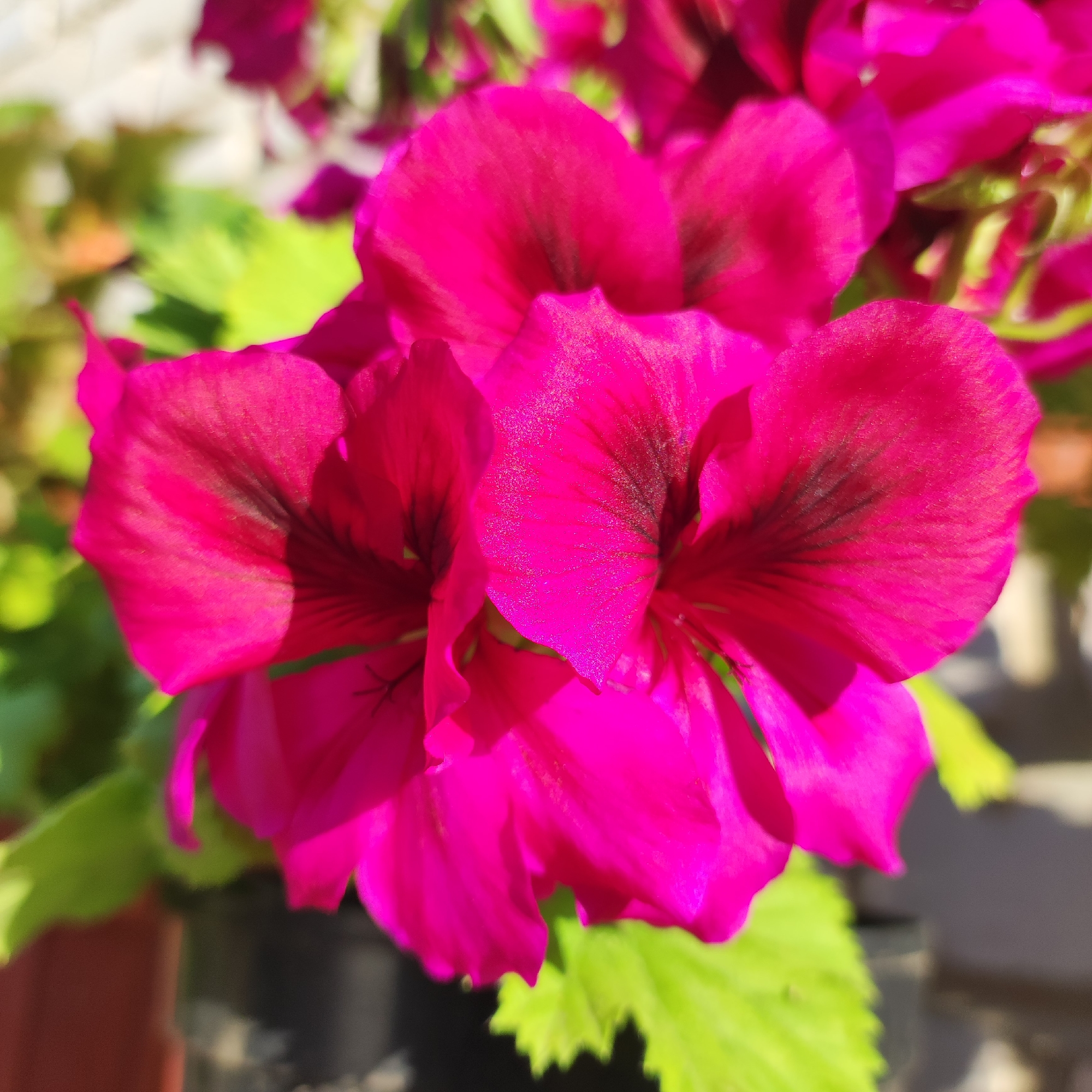 A close-up, outdoor, natural light, eye-level photograph captures a cluster of bright magenta geranium flowers. The flowers are in focus, with their velvety petals showing subtle veining in a darker hue towards the center. Green leaves and hints of other blurred flowers are visible in the background, suggesting a garden or potted plant setting. The image does not contain any recognizable landmarks or environmental cues that would allow for specific location identification within Navoloki, Russia. No people or discernible actions are present in the scene.