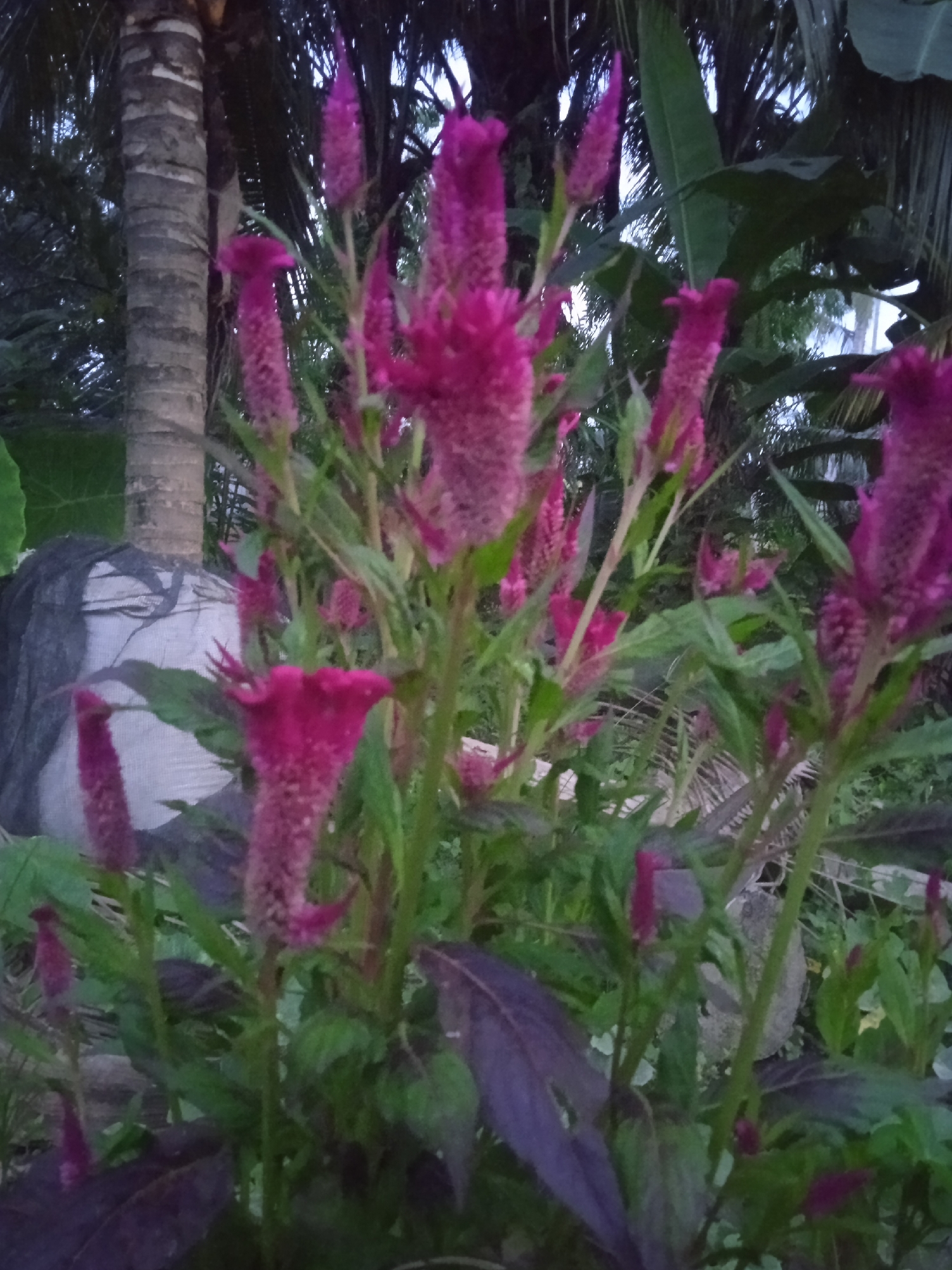 In Meunasahblang, Indonesia, a close-up, slightly blurry image captures a cluster of vibrant pink celosia flowers in full bloom. The feathery, plume-like blossoms are the dominant feature, reaching upwards with their velvety texture and rich color. Green stems and leaves provide a contrasting backdrop, some with a deep purplish hue. In the background, the rough, textured trunk of a palm tree stands tall, partially obscured by the lush foliage. Further back, dark green palm fronds create a dense canopy against a pale, overcast sky. A large, white, textured object, possibly a sack or a covered structure, is visible to the left, draped with dark netting or fabric. The overall impression is of a natural, slightly wild garden setting in a tropical environment.