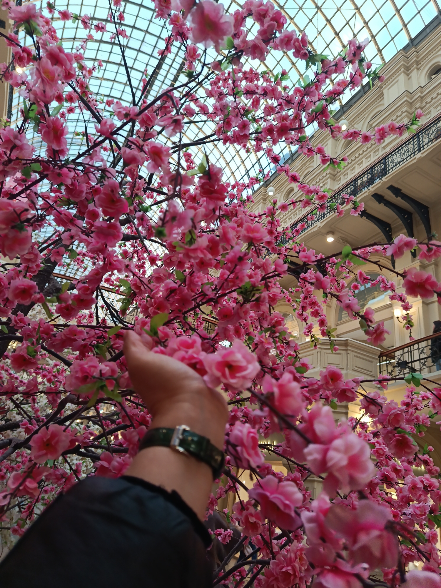 The image depicts an indoor scene filled with abundant artificial pink cherry blossoms. A person's hand, wearing a dark green watch with a silver buckle and part of a dark sleeve, reaches into the dense cluster of blossoms in the foreground, seemingly touching or holding them.
Behind the blossoms, the grand architecture of a multi-storied building is visible. It features ornate details, including arched windows, classical-style columns, and dark metal balconies with intricate railings on multiple levels. The building's interior walls are a light cream or beige color, suggesting stone or plaster. Above, an expansive glass roof or ceiling, characterized by a grid pattern, allows natural light to filter in, revealing a bright, light blue sky beyond.
The blossoms, which appear to be made of fabric or plastic, create a vibrant and immersive atmosphere, filling much of the frame. The foreground flowers and the hand are in sharp focus, while the background architecture and ceiling are slightly blurred, providing a sense of depth. The setting suggests a large public interior space, possibly a grand shopping gallery, atrium, or exhibition hall, adorned to resemble a cherry blossom display. There is no visible text in the image. The time of day is indeterminate, but the light through the glass ceiling indicates daytime.