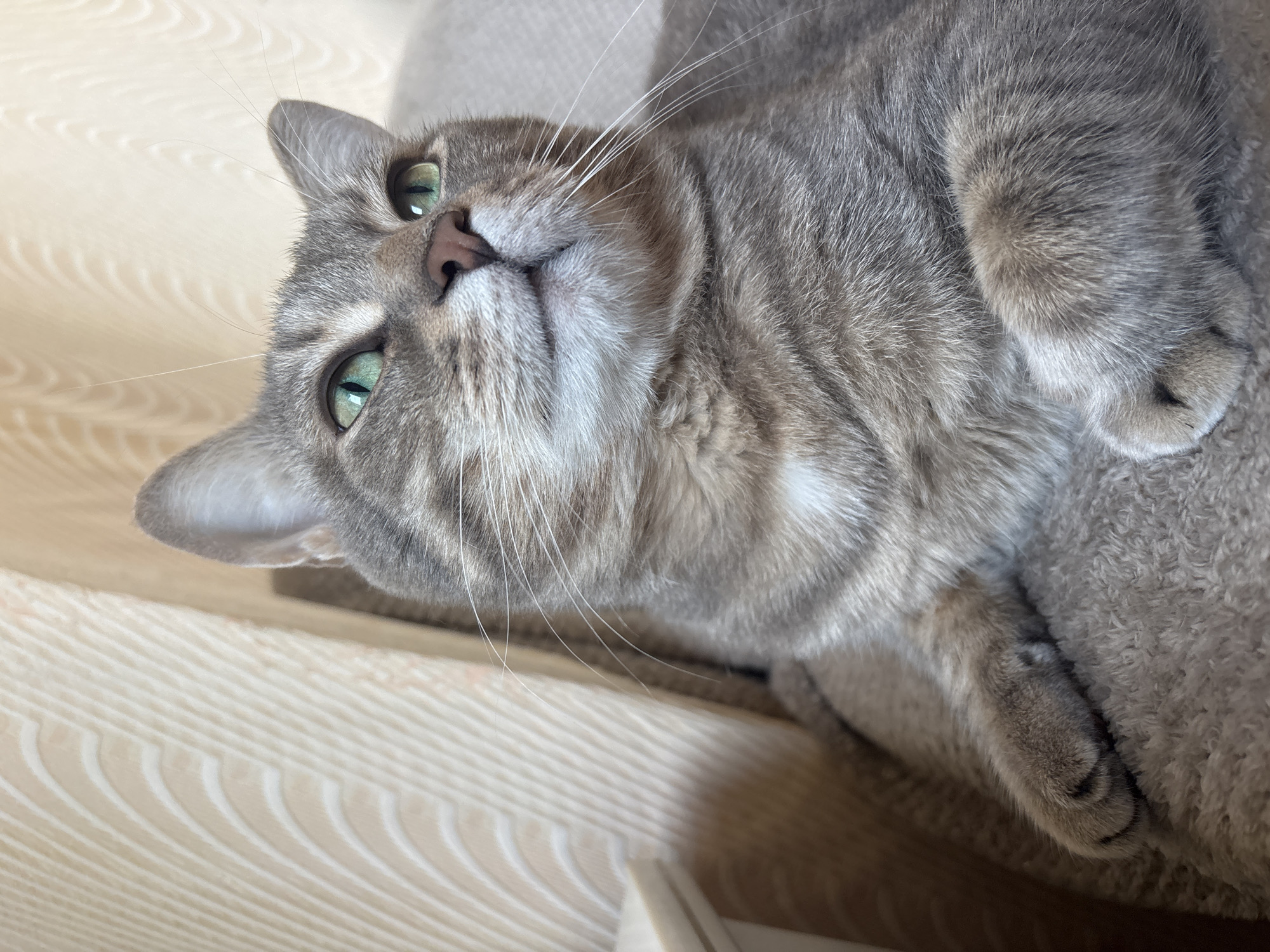 A gray tabby cat with green eyes is lying on a light beige fabric surface. The cat is positioned upside down, looking up with its head tilted. Its pink nose and white whiskers are prominent. The cat's paws are visible resting on a darker beige textured surface, possibly a couch or cushion. The location is not identifiable as Мещёры, Russia from the image alone.
