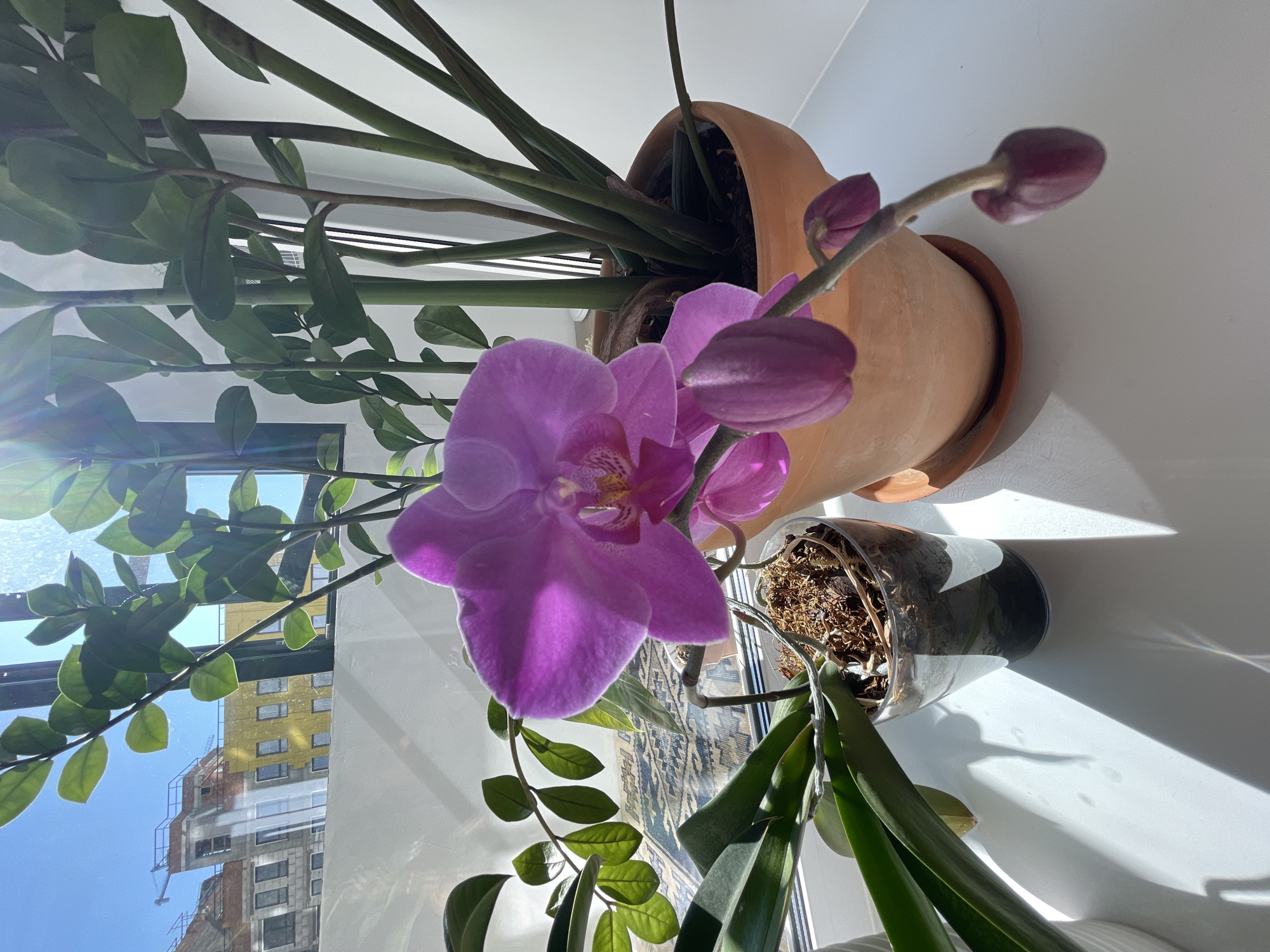 A medium shot captures a vibrant purple orchid in bloom, positioned on a white windowsill. The orchid, with its delicate petals, is the focal point of the image. To the right of the orchid, a ZZ plant with dark green, glossy leaves stands tall in a terra cotta pot. Sunlight streams in from the window, casting distinct shadows on the windowsill. Outside the window, a cityscape is visible, featuring buildings under construction with cranes and scaffolding, suggesting an urban environment. The backdrop is a clear blue sky.