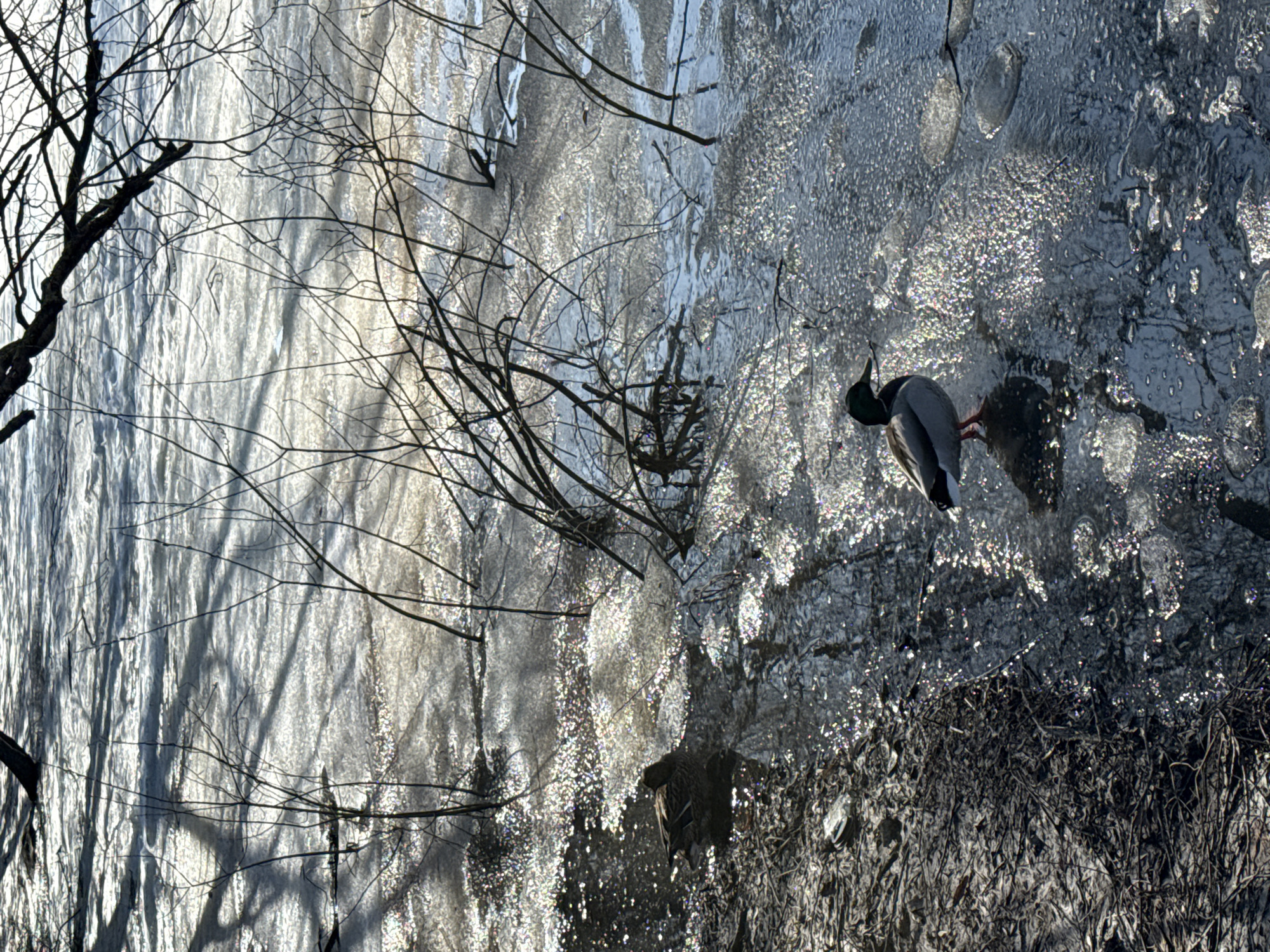 A daytime shot, taken near a body of water in Moscow, Russia, shows a mallard duck standing on ice close to the bank. Bare tree branches frame the upper left of the view. The ice surface is patchy, and the water glistens in sunlight. The bank consists of reeds, sticks, and dirt.