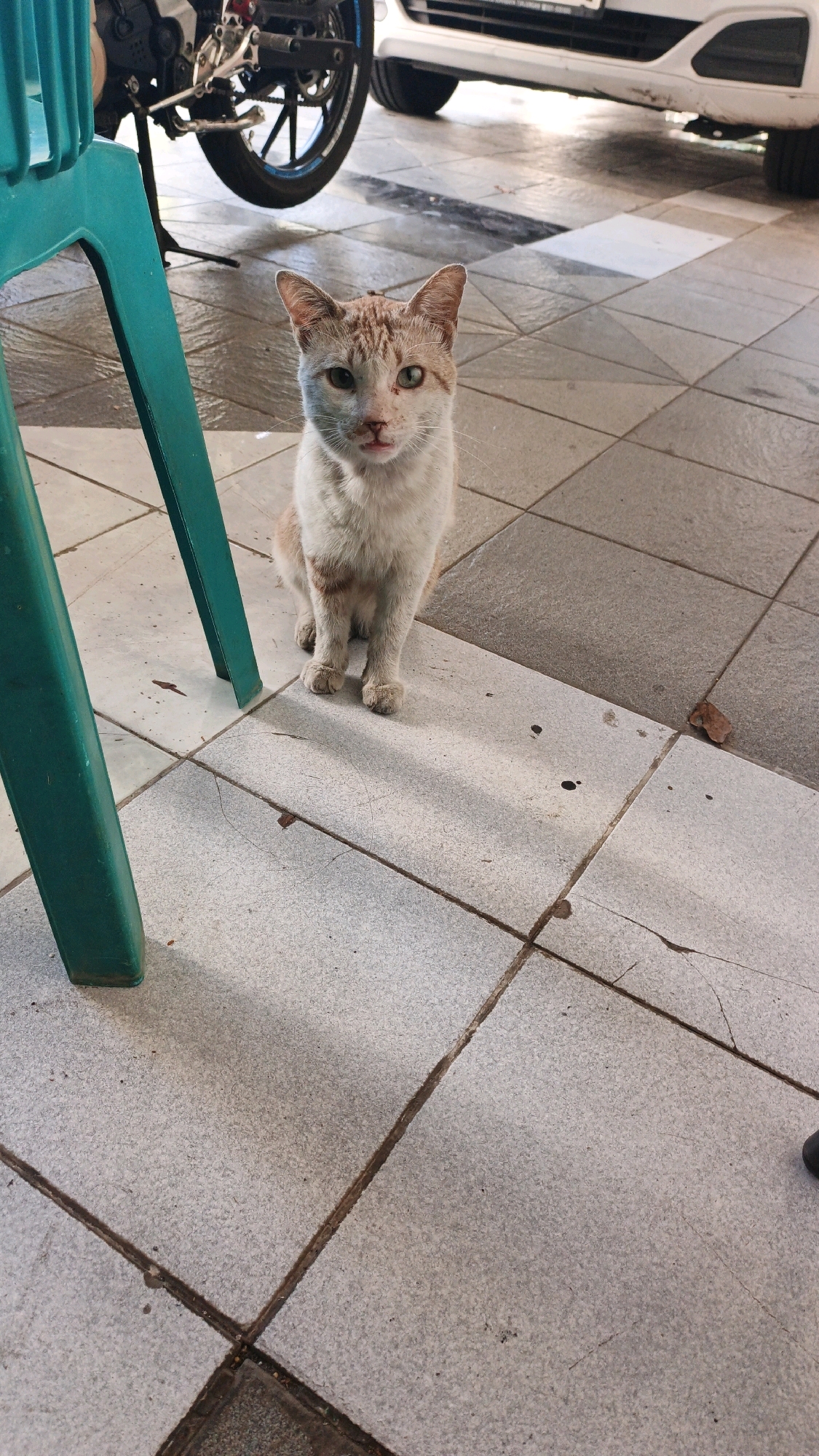 A light-colored cat with orange tabby markings sits on a tiled floor in front of a turquoise chair leg. The cat is looking directly at the camera with a neutral expression. Behind the cat, a portion of a motorcycle and the underside of a white vehicle are visible. The floor tiles are square and have a light grey speckled pattern. The scene appears to be outdoors, possibly in a parking area or courtyard, in the city of Surabaya, Indonesia.