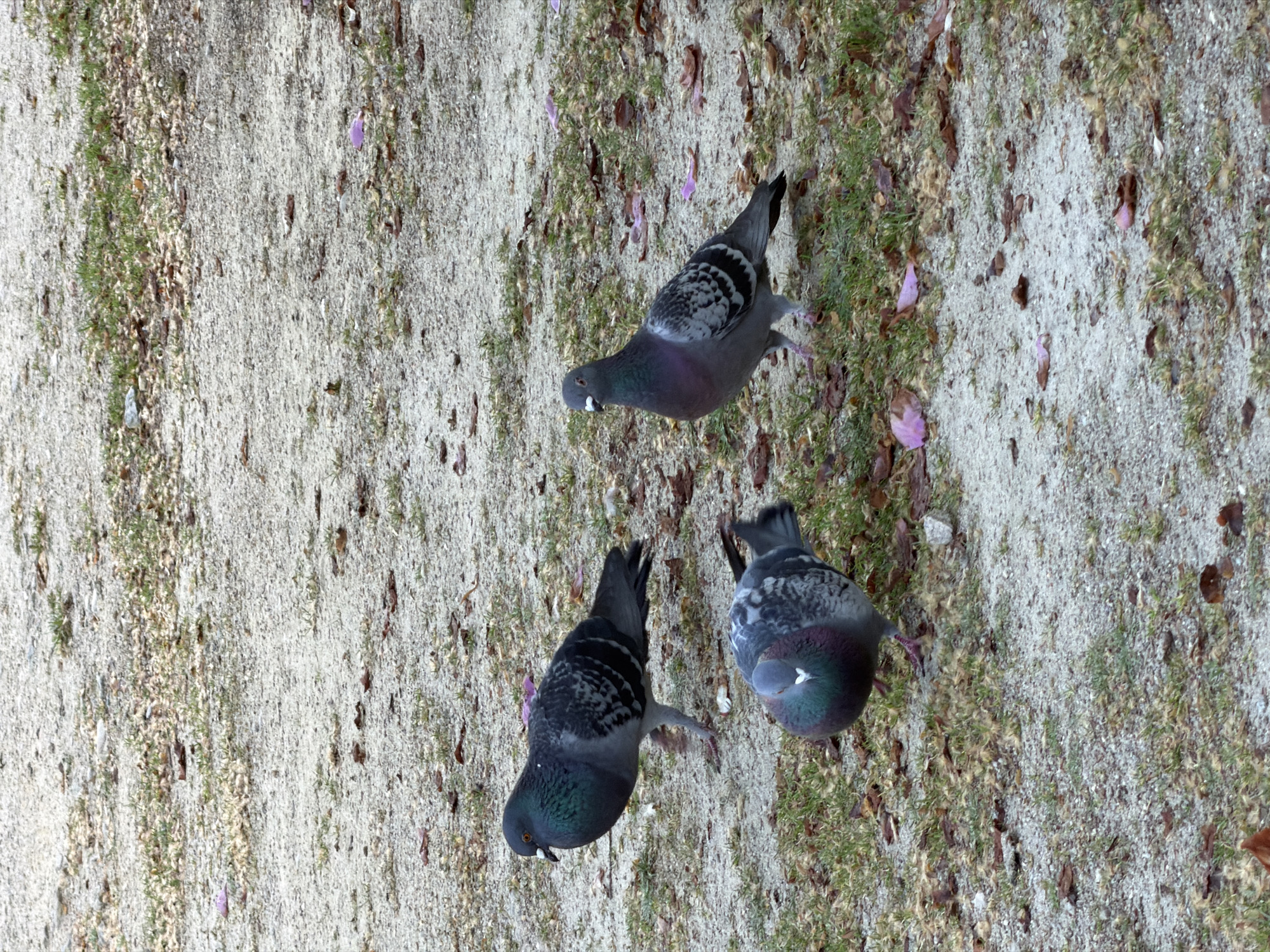 Three pigeons are standing on sandy ground with scattered grass and leaves. The pigeons are gray and black with iridescent necks. The ground is a mixture of sand, grass, and brown leaves. The scene appears to be in a park. The location appears to be in the city of Porto, Portugal.