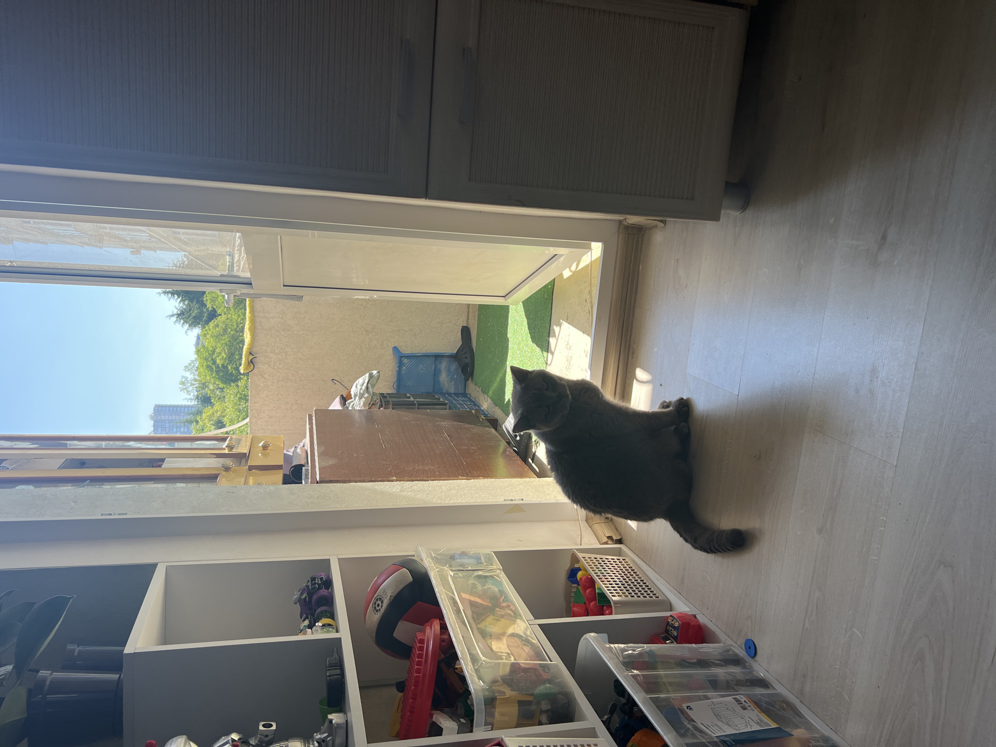 The image depicts an indoor room opening onto a sunlit outdoor balcony, located in the city of Sochi, Russia.
In the foreground and mid-ground, a solid grey domestic shorthair cat is seated on light-colored laminate flooring, facing directly towards the viewer. Strong sunlight illuminates the cat from the right, casting a shadow to its left. To the left of the cat, a white modular shelving unit is visible, containing a dark potted plant on the top shelf, a silver robot toy, and multiple clear plastic bins and white baskets filled with various toys, including a red and white volleyball and colorful building blocks. A small blue disc is on the floor near the base of the shelving unit. To the right of the cat, a tall, light-colored wooden cabinet with horizontal ridged panels stands against the wall.
An open white-framed glass door serves as a threshold to the outdoor balcony. On the balcony floor, artificial green turf is visible, bathed in direct sunlight. The balcony is enclosed by a light-colored, textured wall. Visible on the balcony are a dark brown wooden cabinet, a blue plastic crate, and a black slipper. A yellow cloth or sponge is draped over the balcony wall near the doorway. Beyond the balcony, lush green trees are visible, and in the distance, a tall, multi-story building with numerous windows rises against a clear blue sky. No people are present in the scene.