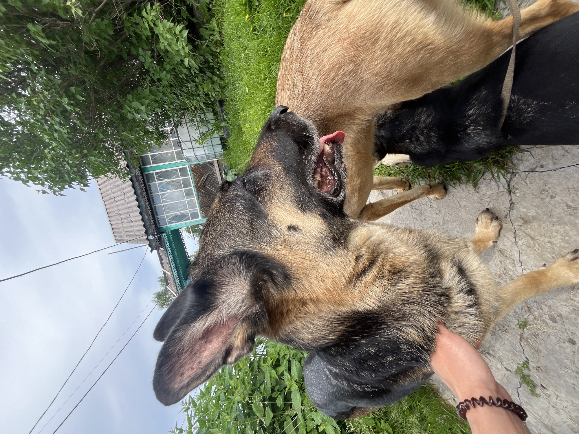 The image captures a scene outdoors in a residential area, potentially in Nizhny Tagil, Russia, given the architectural style of the house and the natural environment. The focus is on three dogs in the foreground. A German Shepherd, prominently featured on the left, is looking to the right with its tongue slightly out. Its fur is a mix of black, brown, and tan. A hand with a dark spiral bracelet is gently petting the German Shepherd's side. To the right of the German Shepherd, a tan-colored dog is partially visible, with its back to the camera. Beneath the tan dog and to the right of the German Shepherd, a black dog is mostly obscured, with only its back and a portion of its head visible. It appears to be wearing a leash. The background shows a modest house with a grey corrugated roof and light green trim around the windows. Lush green foliage, including trees and bushes, surrounds the house, and green grass covers the ground. The sky is overcast. The ground beneath the dogs appears to be a concrete or paved walkway with some cracks and scattered small green plants.