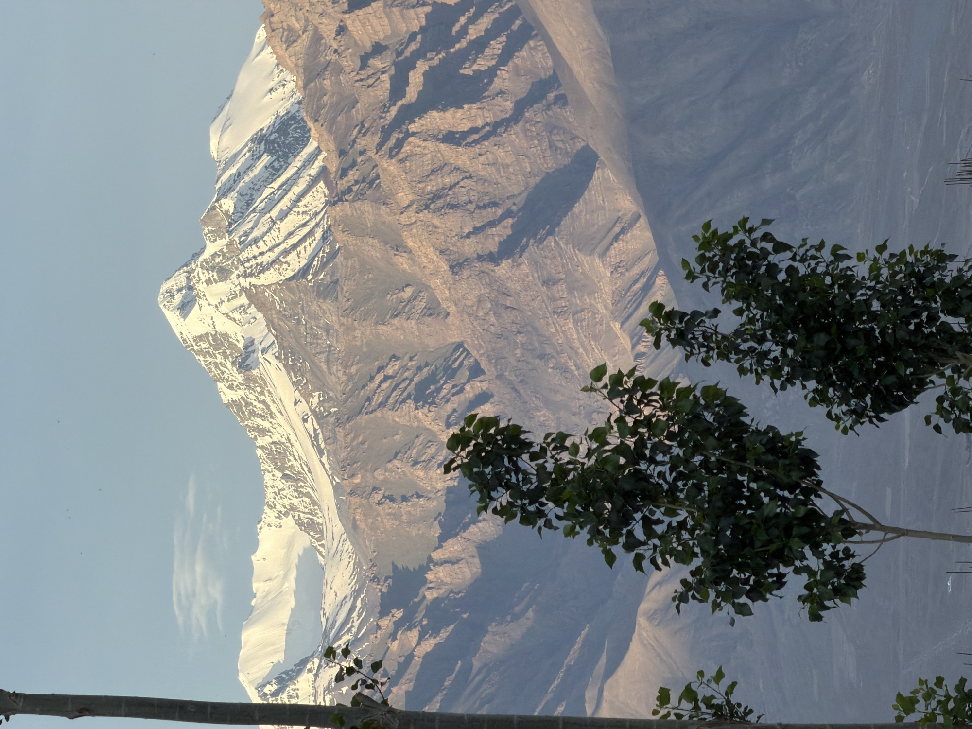 This is a vertical, eye-level, medium shot of a mountain range with snow-capped peaks and a tree in the foreground. The mountains are in the background, with layered rock formations and snow on the higher elevations. The sky is a clear, pale blue with a hint of clouds. In the foreground, there is a tall tree with green leaves and a thin trunk. A second, smaller tree with fewer leaves is to the right of the main tree. In the far distance, at the base of the mountains, a town or village is visible. The lighting suggests it is either early morning or late afternoon, with soft sunlight illuminating the scene. The location is the city of Leh, India.