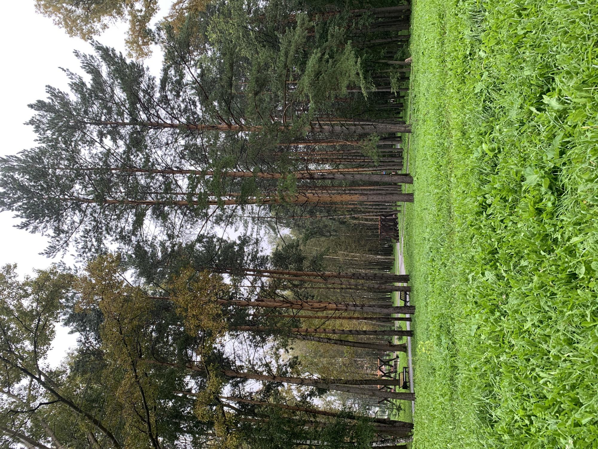 The image depicts a park in Prokopyevsk, Russia. A dense forest of tall pine and deciduous trees dominates the background, with some trees showing autumn foliage. In the foreground, a lush, green grassy field is filled with various weeds and plants, some with visible flowers. To the left and right of the field, wooden benches and playground equipment are visible, suggesting it is a public recreational area. The sky is overcast, indicating a cloudy day. The scene is peaceful and natural, with no people present in the frame.