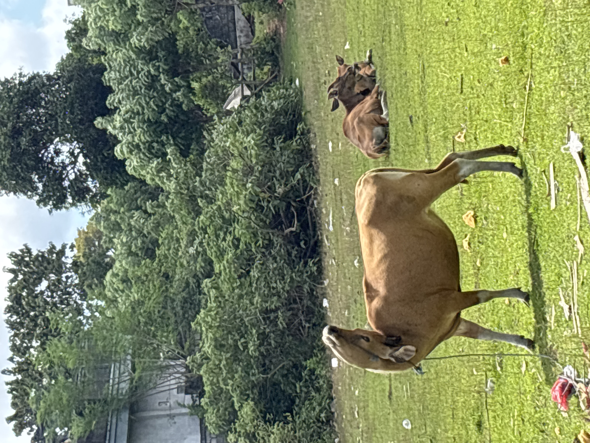 The image depicts a grassy field in Kuta Selatan, Indonesia. In the foreground, a light brown cow stands, its head facing left, tethered by a rope. Behind it, two other brown cows are lying down in the grass. A cluster of trees and foliage occupies the left side of the image, with the corner of a building visible in the lower left. Debris is scattered on the grass throughout the scene. The sky is partly cloudy.