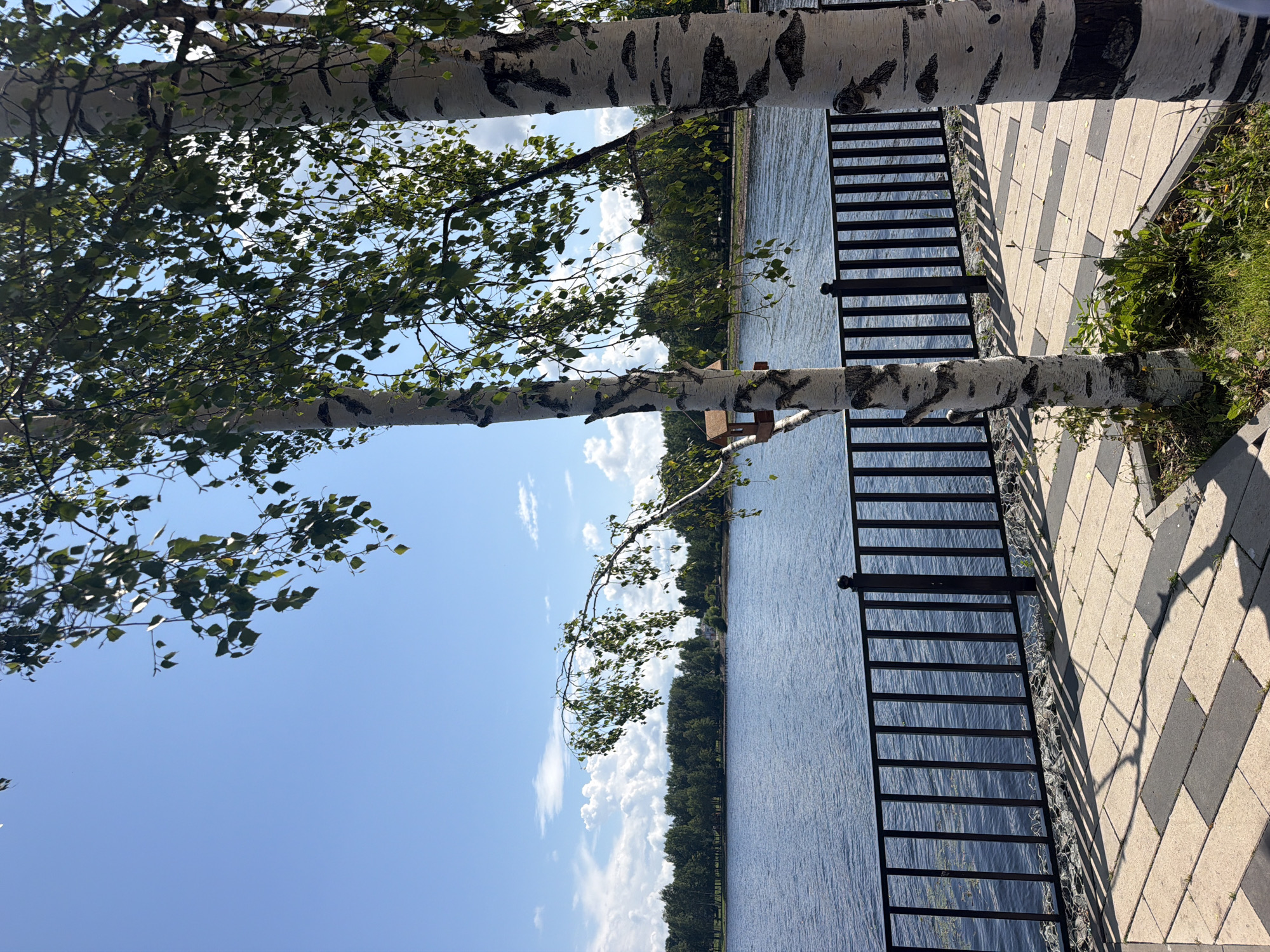 The image captures a sunlit waterfront scene in Belaya Kholunitsa, Russia. Two birch trees with their distinctive white and black bark stand in the foreground, their delicate green leaves rustling in the breeze. One of the trees has a small wooden birdhouse attached to its trunk. A black metal fence runs along the edge of the paved walkway, separating it from the calm, blue water of a lake or river. Across the water, a dense line of green trees forms the far bank, under a bright blue sky dotted with fluffy white clouds. The walkway itself is paved with rectangular light and dark gray stones, creating a patterned surface. Shadows of the trees and fence are cast across the walkway, indicating the time of day is likely late morning or early afternoon. The overall atmosphere is one of peaceful natural beauty.