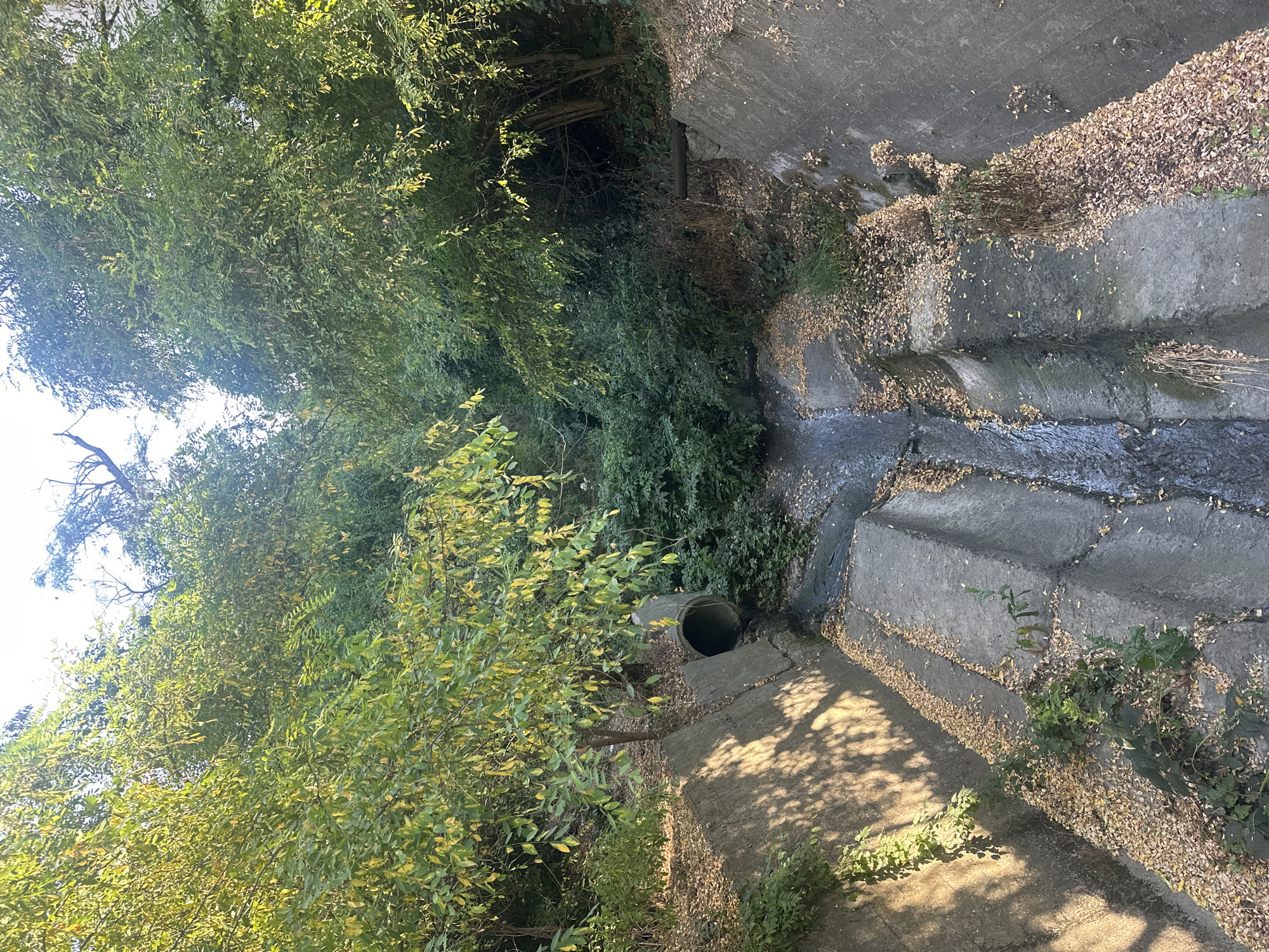 The image shows a dry, concrete channel in an outdoor urban environment. The channel is surrounded by dense foliage and trees on both sides. Sunlight casts shadows on the left side of the channel, indicating it is daytime. There is a concrete pipe opening into the channel on the left, with a small amount of water flowing from it. Dry leaves are scattered on the bottom and sides of the channel. The scene appears to be a drainage or storm water channel.