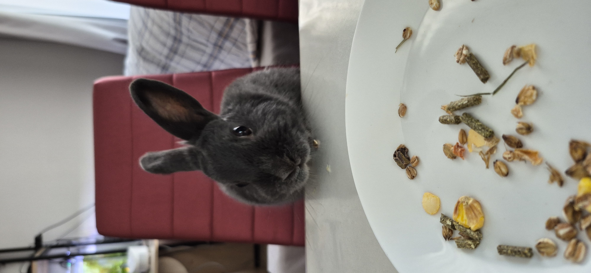 A close-up, eye-level shot shows a small, dark gray rabbit perched on a table, looking towards the camera. The rabbit's ears are perked up, and its eyes are dark and round. The rabbit is positioned in the foreground, with a white plate filled with rabbit food in front of it. The food appears to be a mix of pellets, grains, and dried pieces of vegetables. The background is blurred, but a red chair is visible behind the rabbit, and a patterned blanket or fabric is slightly visible further back. The overall setting appears to be indoors. There is no information or visual evidence to suggest the image is located in Ussurijsk, Russia.