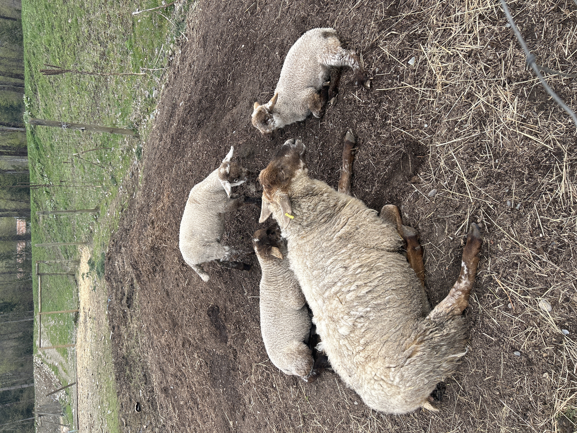 A sheep lies on its side in a dirt and straw pen, surrounded by three lambs. The pen is located outdoors, possibly near a fenced field, based on background elements like trees and a partial fence. The geographical location is stated as Pemberton, Canada.