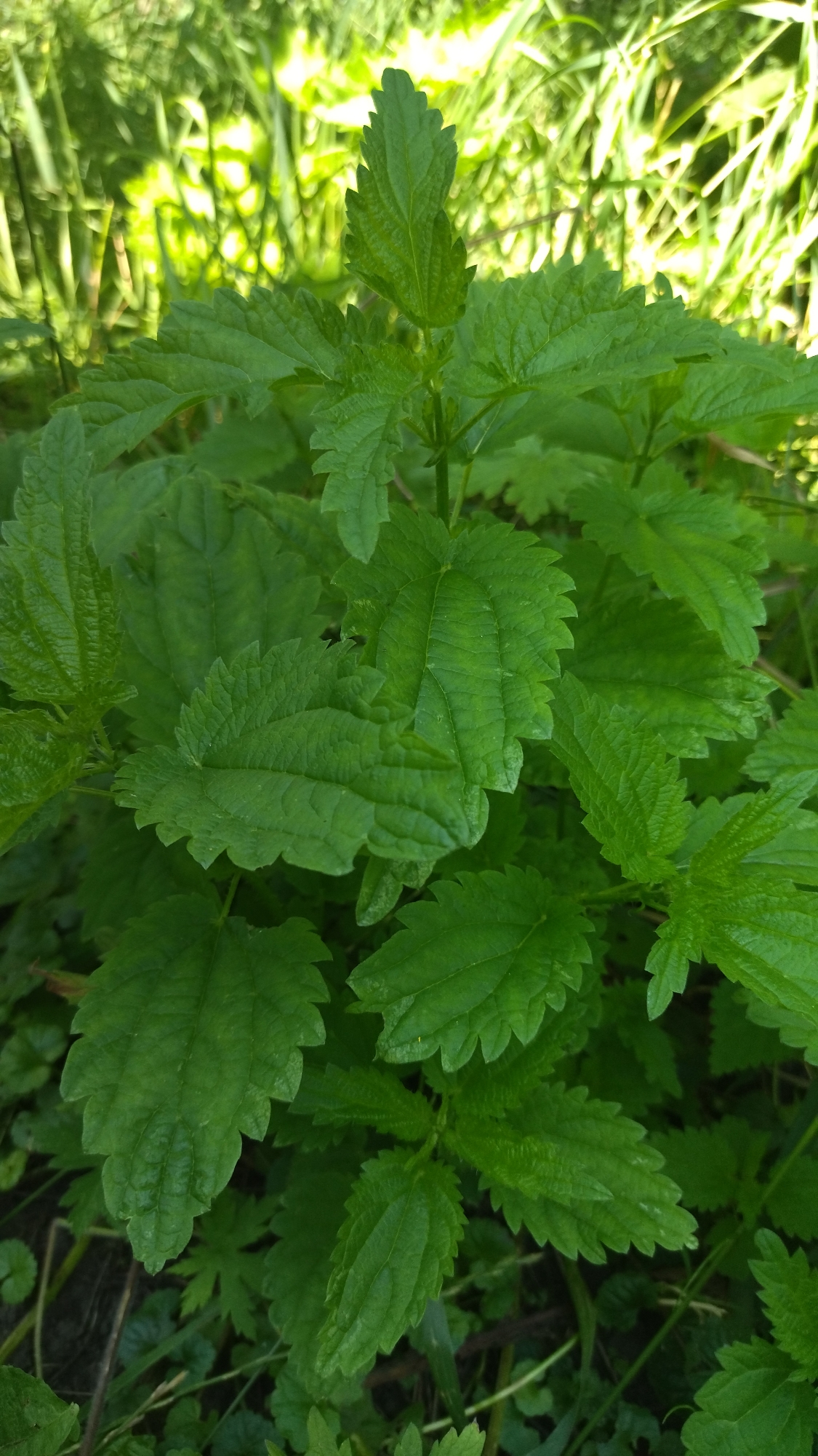 A close-up, high-angle shot shows a cluster of vibrant green stinging nettle plants in an outdoor setting. The leaves are serrated with a textured surface and are the primary focus of the image, filling most of the frame. The background is blurred, with suggestions of tall, bright green grasses and foliage illuminated by sunlight. The ground beneath the nettles is visible in some areas, showing darker soil and smaller, less defined green plants. There are no people or animals present in the image. The scene appears to be in a natural or semi-natural area, possibly a park, garden, or roadside in Khmelnytskyi, Ukraine.