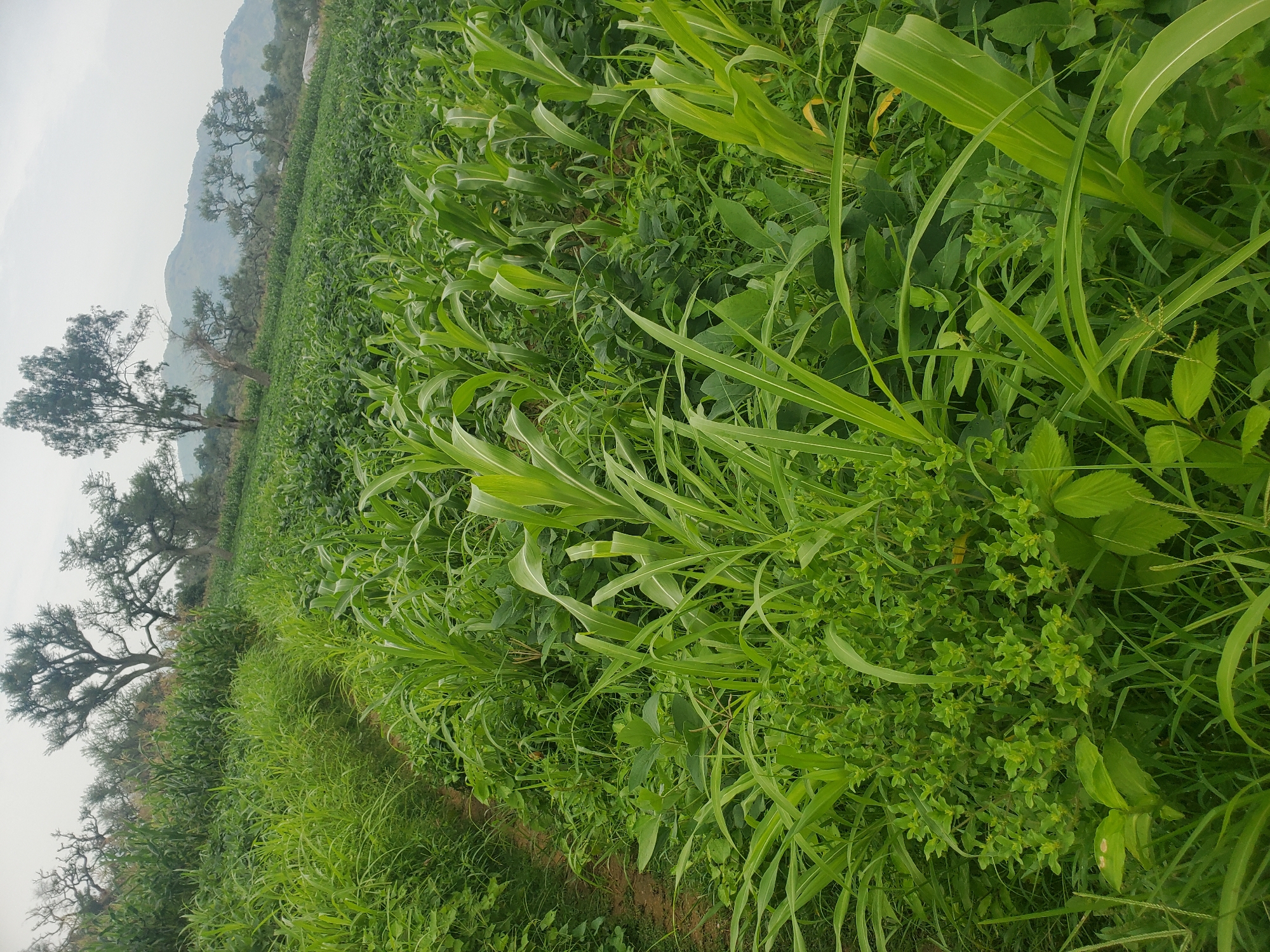 This is a photograph of a lush green agricultural field in the city of Kabwir, Nigeria. The field is planted with various crops, primarily corn and some other leafy green vegetables, suggesting a thriving agricultural landscape. A narrow dirt path winds through the field, hinting at human activity and management of the land. In the background, several large trees with spreading branches stand tall, their silhouettes contrasting with the overcast sky. Beyond the trees, rolling hills are visible, covered in a soft, muted green, possibly indicating more vegetation or distant farmland. The overall impression is one of a natural and cultivated rural environment, rich with plant life under a temperate sky.
