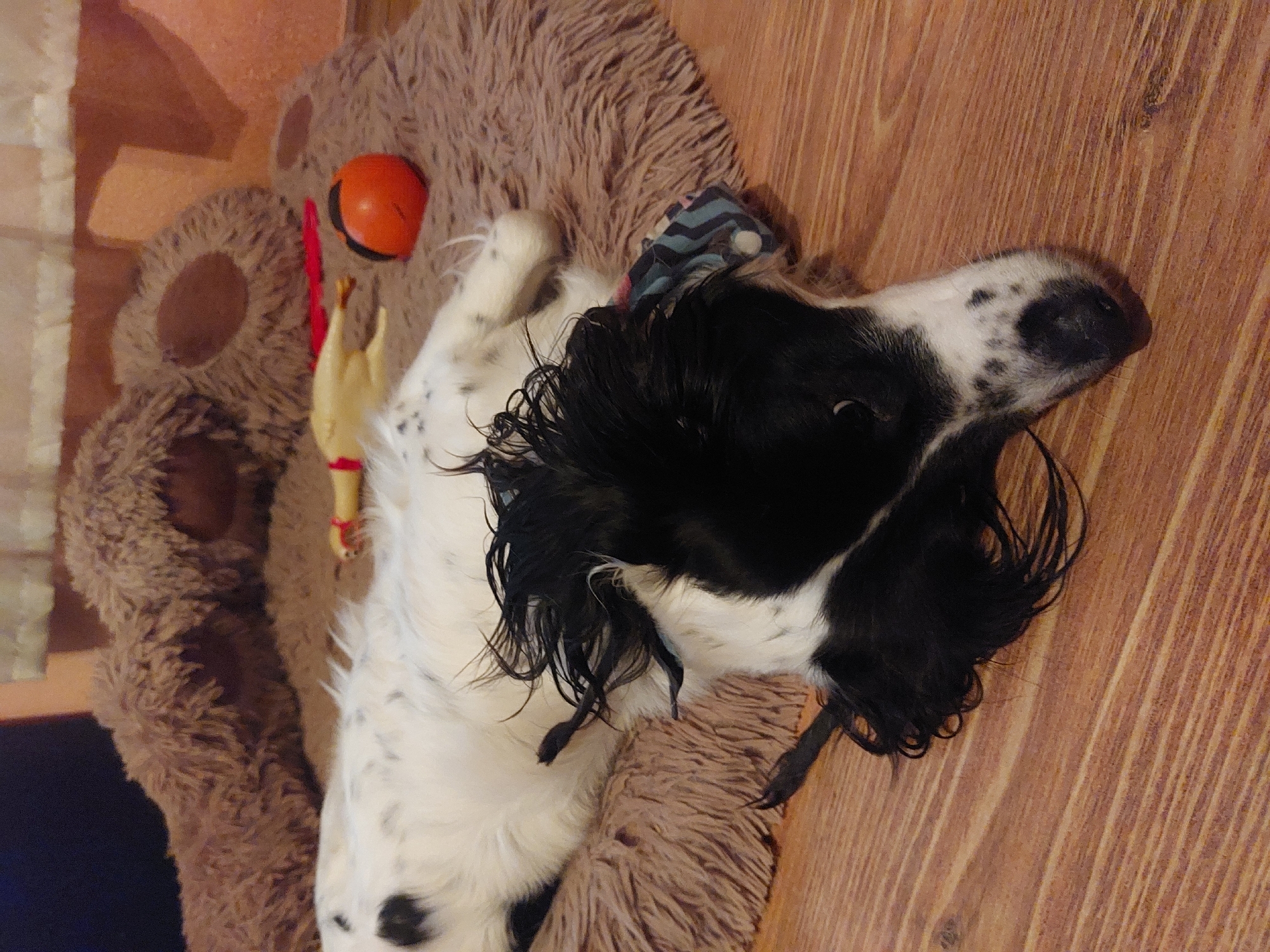 A black and white spaniel lies on its back in a brown furry dog bed. Beside the dog are a rubber chicken toy and a small orange ball. The dog bed sits on a wooden floor. The location is not specified in the image and cannot be determined.