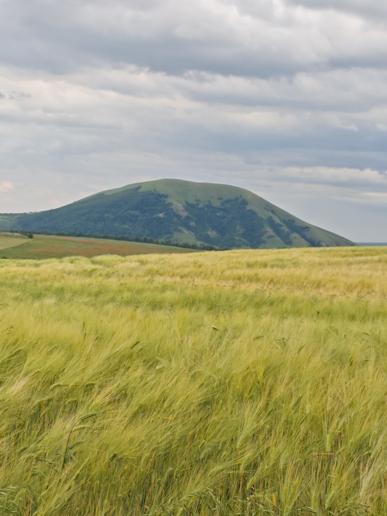 The image depicts a rural landscape under a cloudy sky. In the foreground, a field of tall, green and yellow grass or grain is swaying, appearing to be a wheat or barley field due to the visible awns on the stalks. The field extends to the middle ground, where a distinct, rounded green hill dominates the horizon. The hill is covered in vegetation and has some lighter patches, possibly indicating exposed rock or different types of flora. A band of reddish-brown, likely cultivated land, is visible on the slope of the hill, creating a contrast with the green. The sky is overcast with numerous horizontal clouds in shades of gray and white. The scene is devoid of human presence or any artificial structures, suggesting a natural or agricultural setting in the vicinity of Юца, Russia. The lighting is diffused, consistent with an overcast day.