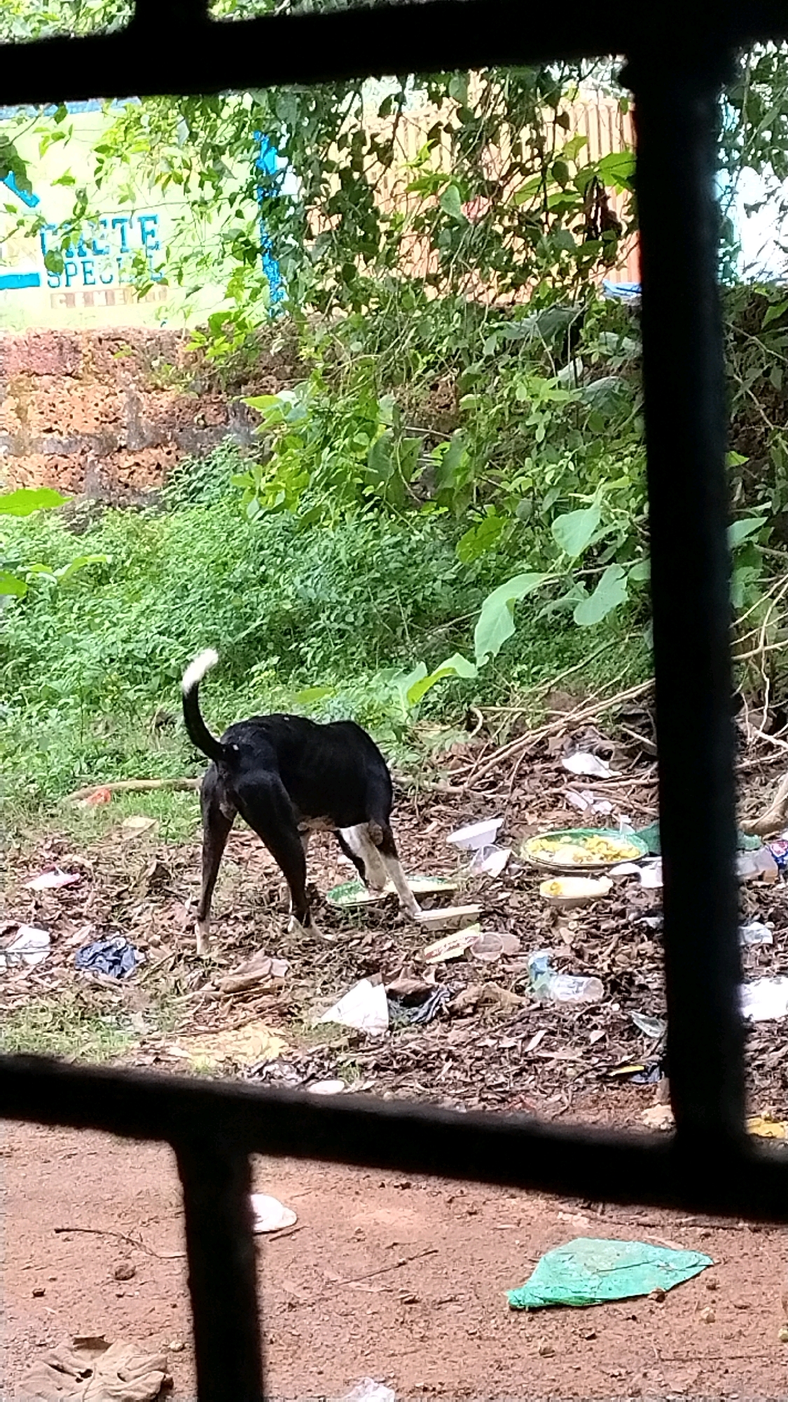 A medium shot captures a black and white dog with a white tail standing in a debris-strewn area. The dog is facing away from the camera, with its head down, possibly sniffing or foraging. The ground is covered with dry leaves, plastic bottles, food wrappers, and other assorted trash, suggesting an unkempt or neglected outdoor space.
In the background, a dense wall of green foliage creates a natural backdrop. A rough-hewn, reddish-brown brick wall is visible behind the dog and to the left. Above the foliage, a portion of a sign with blue and yellow lettering, which appears to read "RETE SPECI," is partially visible. The scene is framed by dark, horizontal bars in the foreground, which could be a window grate or railing. The lighting suggests an overcast or shaded day.
This scene is located in Bhuban, India, a region known for its natural beauty and rural landscapes, though this particular area appears to be suffering from littering. The presence of the dog suggests it might be a stray or a local animal in search of food. The overall impression is one of a typical rural Indian setting, with a notable issue of waste management.