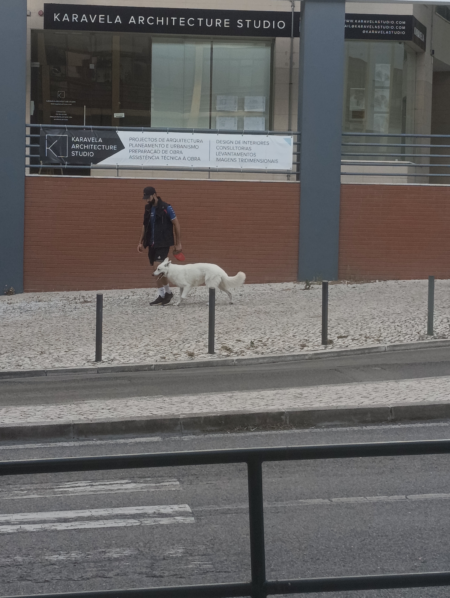 A man wearing a black vest over a blue shirt, black shorts, white socks, and black shoes walks a white dog on a leash. The man has a beard and is wearing a baseball cap. The dog appears to be a German Shepherd mix. They are walking on a cobblestone sidewalk in front of a brick building with a large window. A banner on the building reads "KARAVELA ARCHITECTURE STUDIO" and lists various architectural services. The scene is outdoors, with a street and crosswalk visible in the foreground. The overall impression is of a normal day in an urban environment.