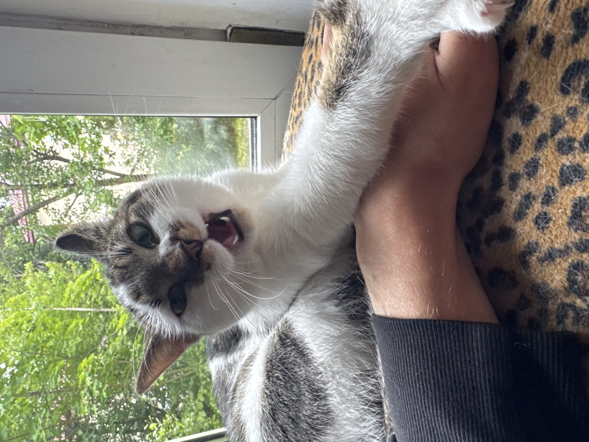 A close-up shot shows a domestic cat with white and tabby fur, with its mouth open as if yawning or meowing. The cat is lying down, with its front paw extended. A human arm is visible in the foreground, partially obscuring the cat's body. The background features a window with green foliage visible outside, suggesting an outdoor environment with trees and possibly a building. The scene appears to be indoors, near a window. There are no specific identifiers for the city of Minsk, Belarus.