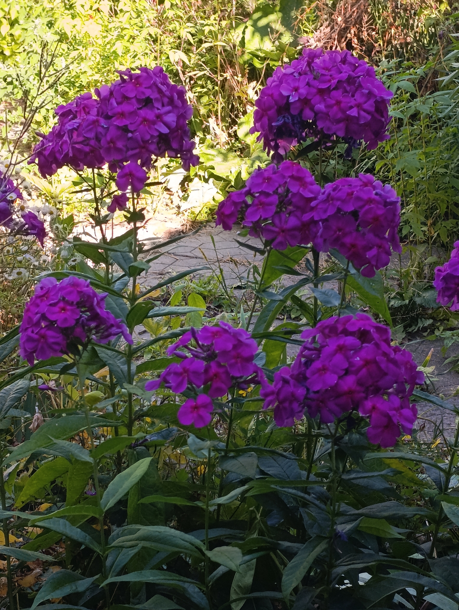 In an outdoor setting, likely a garden, several clusters of vibrant purple phlox flowers are in full bloom. The flowers are densely packed, forming rounded inflorescences, with individual petals appearing delicate and slightly ruffled. The foliage is lush and green, providing a rich backdrop to the flowers. A light-colored pathway, possibly made of pavers or stones, is visible behind the flowers, suggesting a garden path. The surrounding environment consists of more green foliage, some with yellow and brown tones, indicating natural vegetation and possibly other plants in the garden. The lighting suggests it is daytime, with sunlight filtering through the leaves, casting some shadows. The overall scene depicts a healthy and colorful display of flowers in a garden environment.