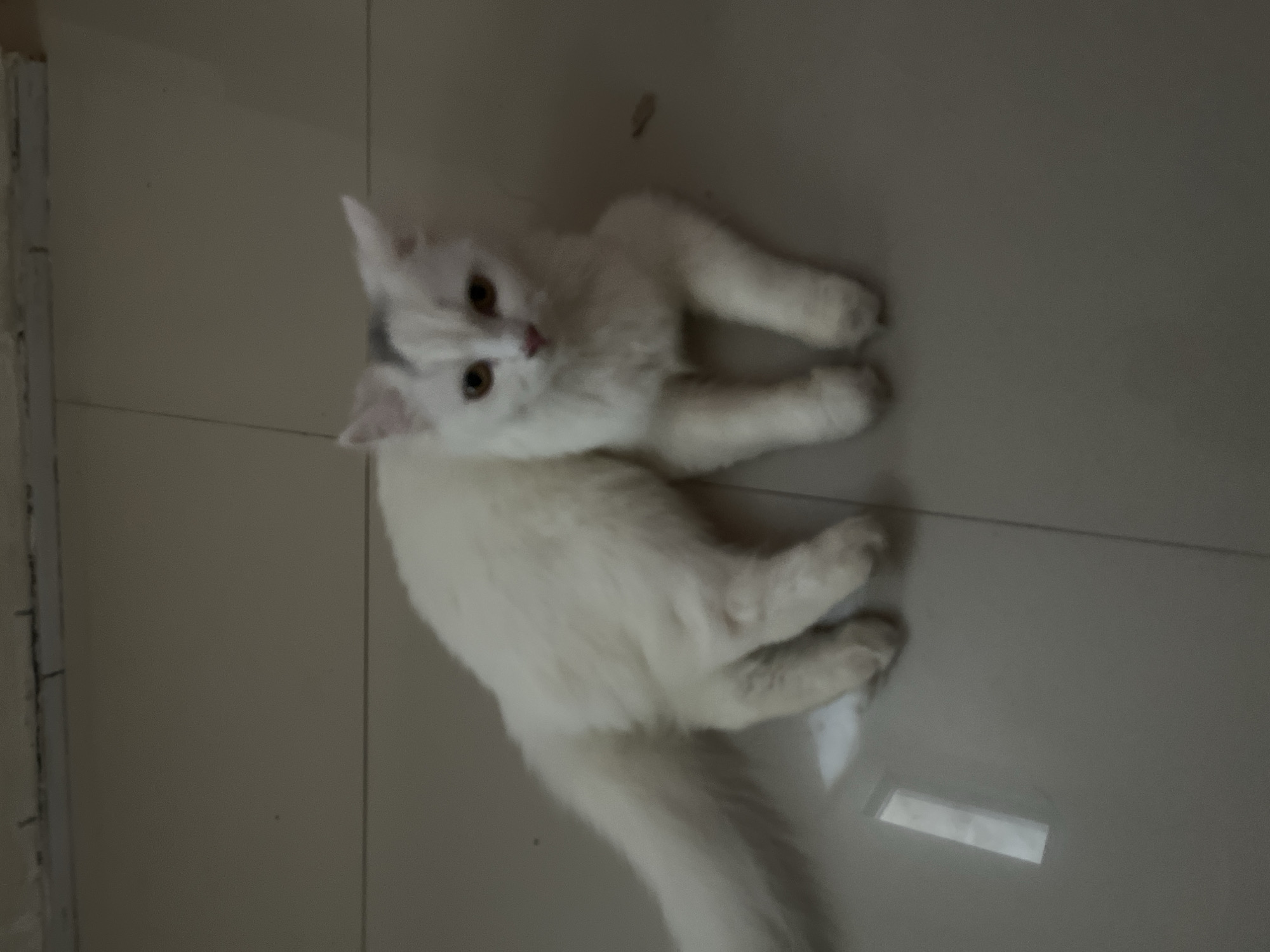 A white cat with amber eyes and a small gray marking on its head is lying on a light-colored tiled floor. The cat is positioned on the right side of the frame, facing the camera. The floor appears to be indoors, possibly in a home in Sidoarjo, Indonesia, as suggested by the tiled pattern and the faint reflection of light from a window or fixture on the floor. There is a slight blur to the image, indicating it may have been taken with a mobile phone camera. The background is a plain wall with some marks or lines along the top edge.