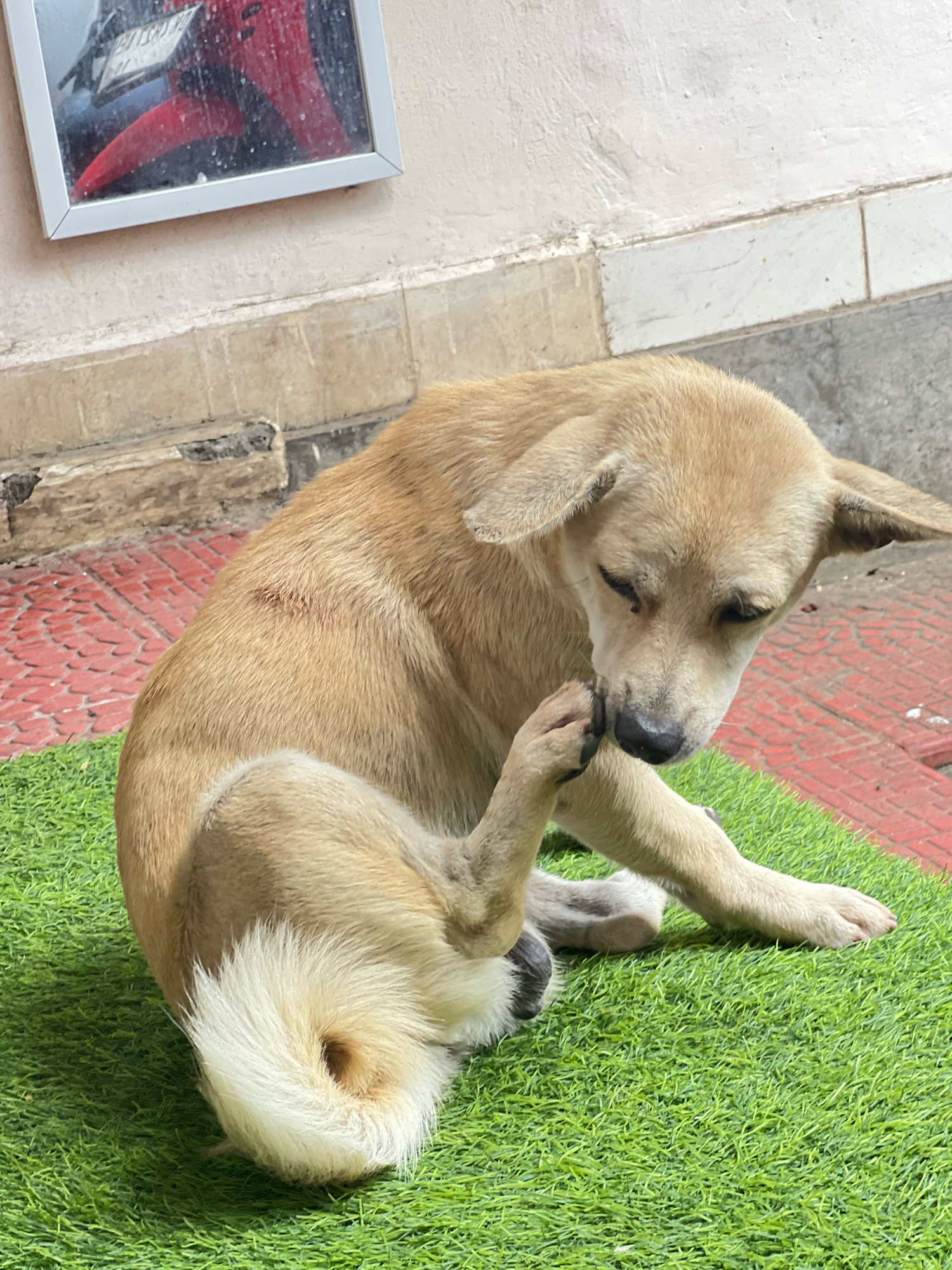 A light brown dog is sitting on a patch of artificial green grass in front of a red brick floor. The dog is scratching its face with its hind leg. The dog has large floppy ears and a bushy white tail curled around its body. In the background, a white wall with a framed reflection of a red object, possibly a motorcycle, is visible. The scene appears to be outdoors, likely in a residential or public area within Denpasar, Indonesia.