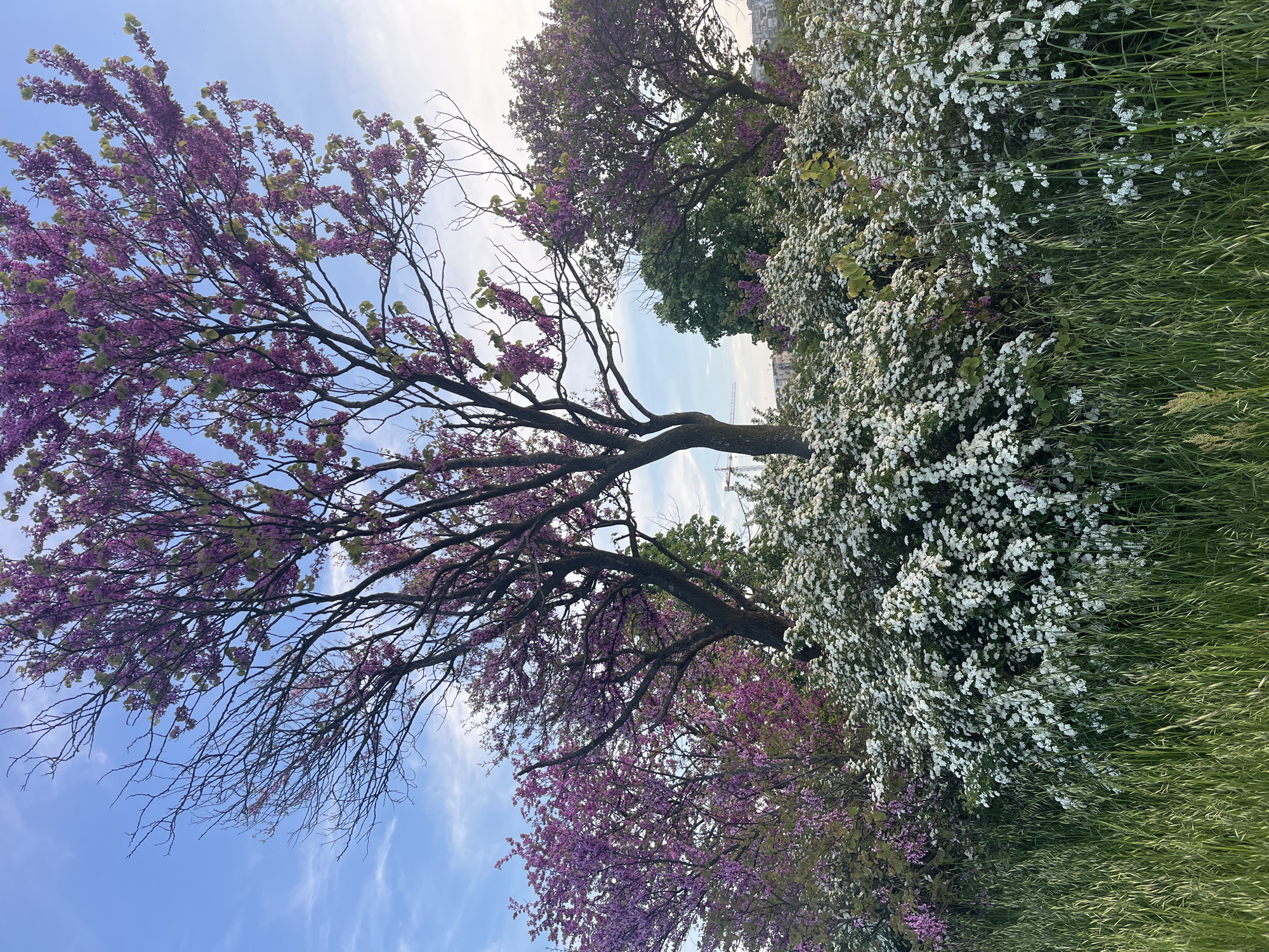 The image depicts a scene in Burgas, Bulgaria, featuring a blooming tree with vibrant purple flowers against a partially cloudy blue sky. Adjacent to the flowering tree is a dense bush covered in white flowers. Tall green grass dominates the foreground on the right side of the image. The background shows a hint of urban development, possibly buildings, in the distance. The image is taken from a low angle, looking up at the trees and sky.
