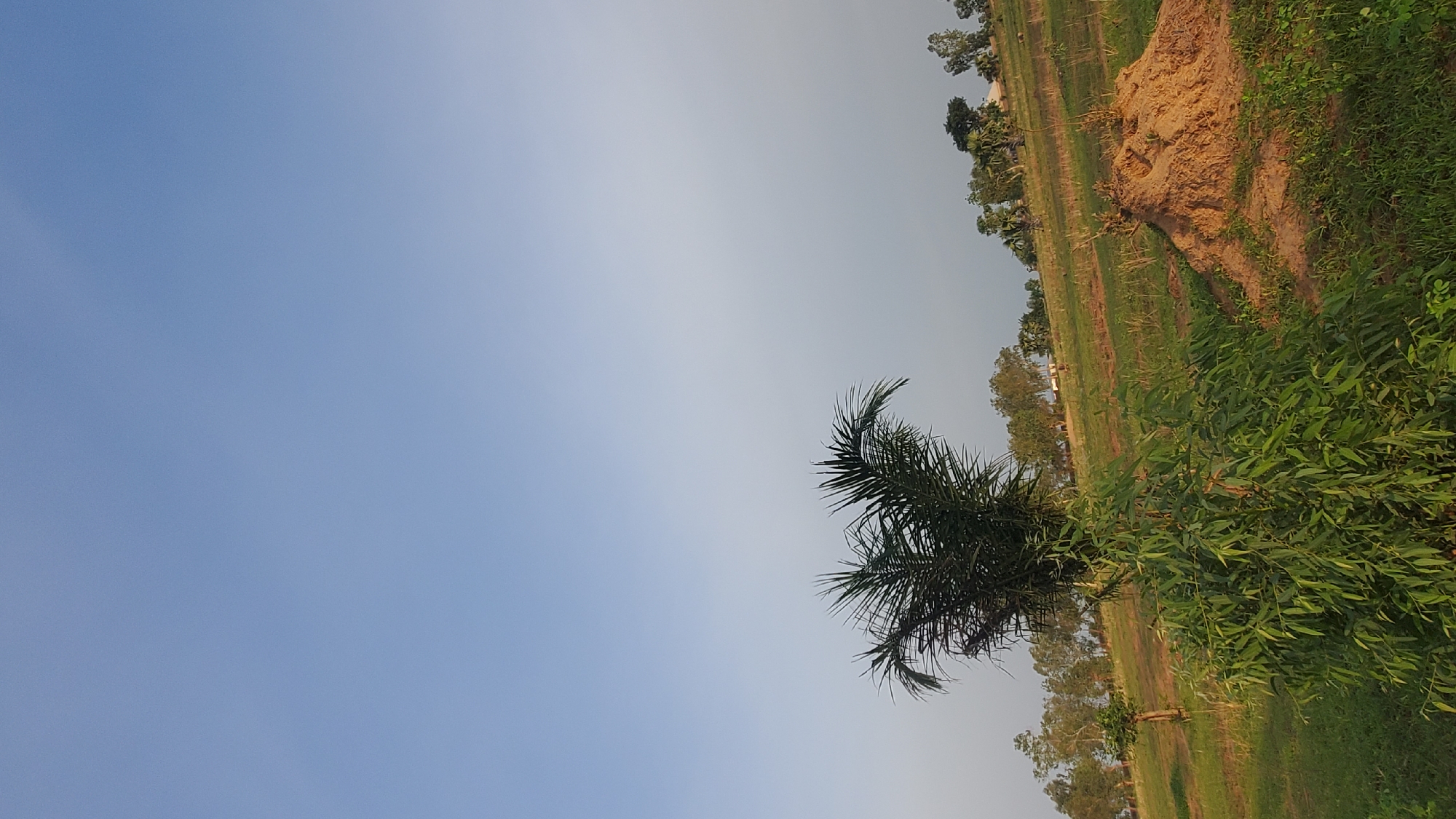 A photograph captured at an upward angle shows a vast, clear blue sky dominating the upper portion of the frame. Below the sky, the middle ground features a landscape of rolling hills with sparse vegetation. In the foreground, a cluster of lush green plants with long, thin leaves grows. To the right of these plants, a mound of dry, brown soil is visible. The background consists of a line of trees and a few small buildings, suggesting a rural or semi-rural setting. The overall scene depicts an outdoor environment under a bright sky, likely during daytime. The location is in Jalingo, Nigeria.